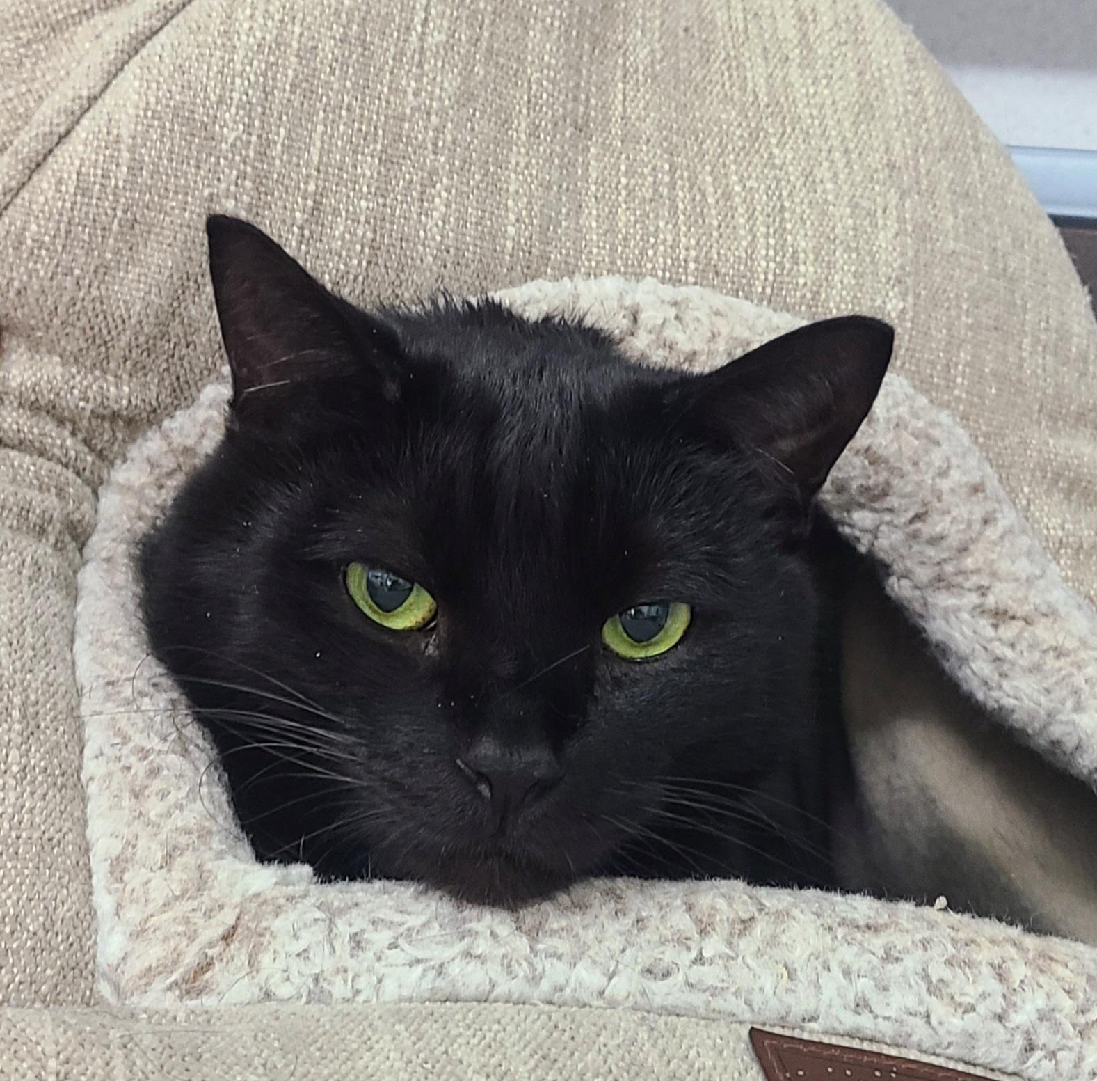 Boomer, Adopted, Young Male Domestic Short Hair.