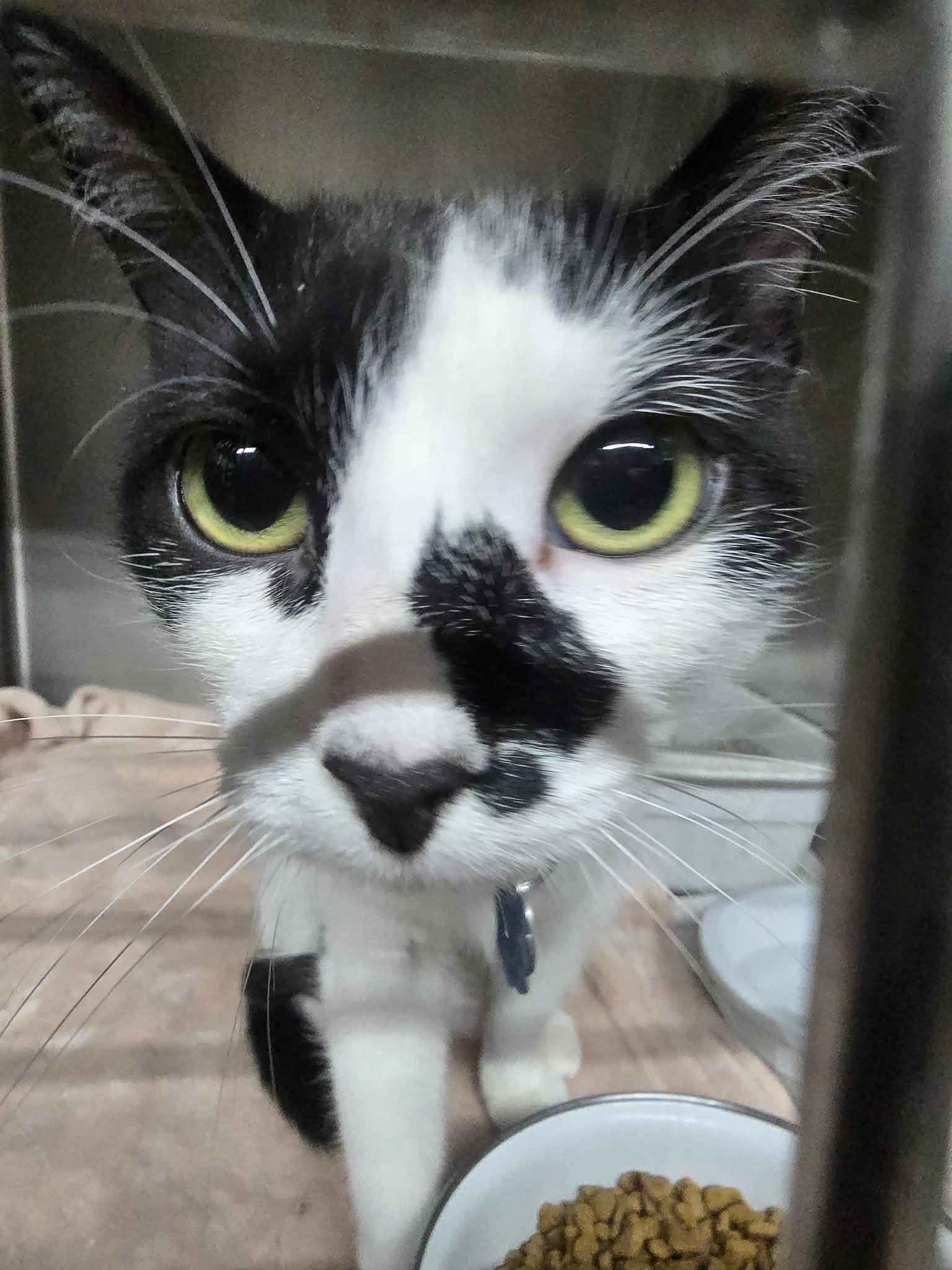 Starlight, ADOPTABLE, Young Female Domestic Short Hair.