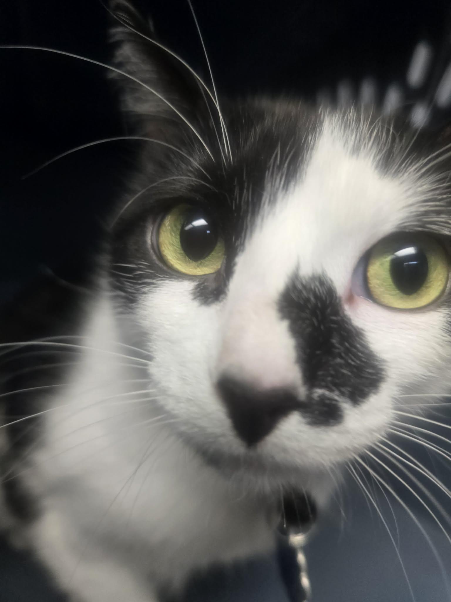 Starlight, a ADOPTABLE Domestic Short Hair in Rock Falls, IL image 2/6