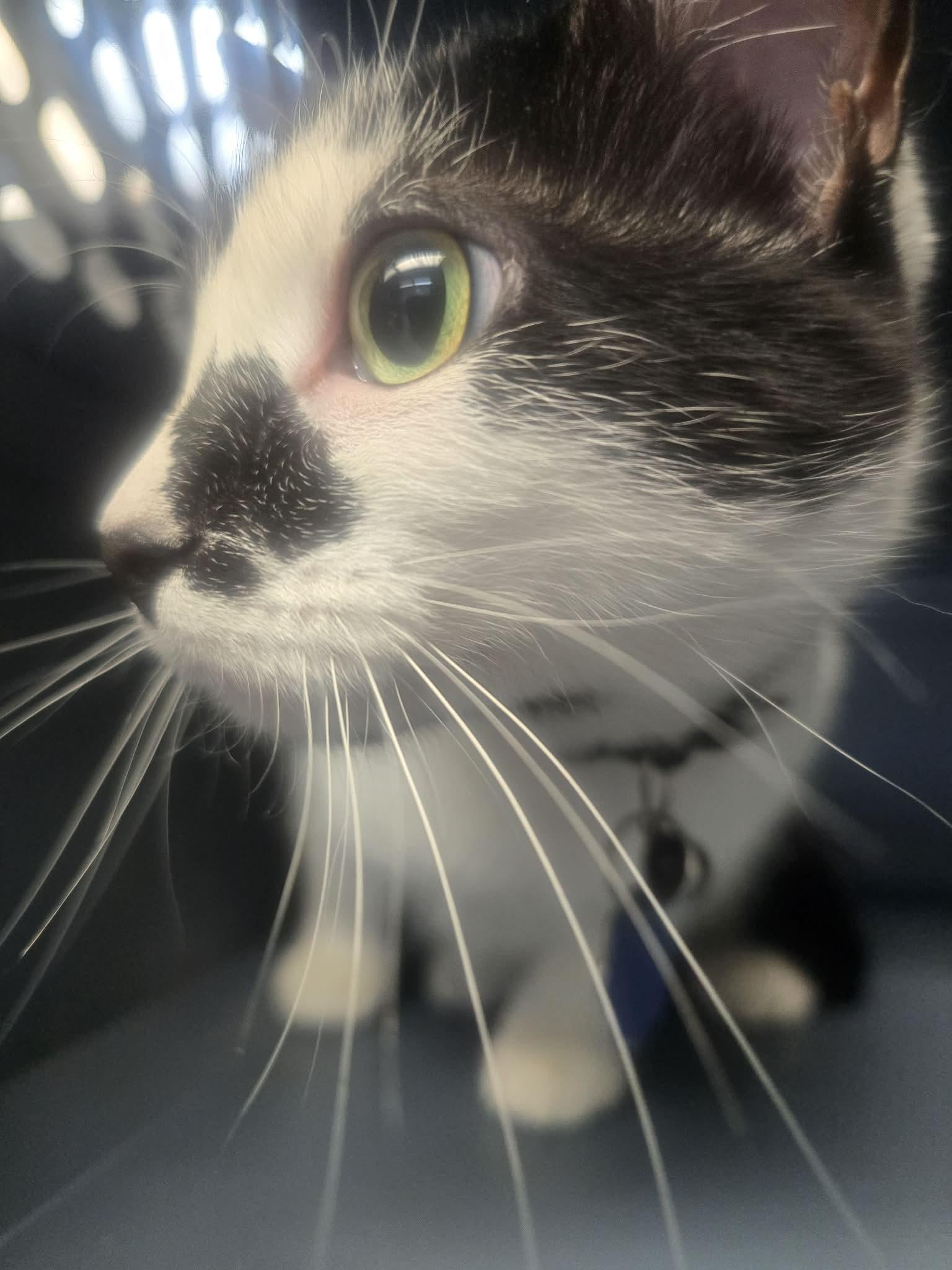 Starlight, a ADOPTABLE Domestic Short Hair in Rock Falls, IL image 3/6