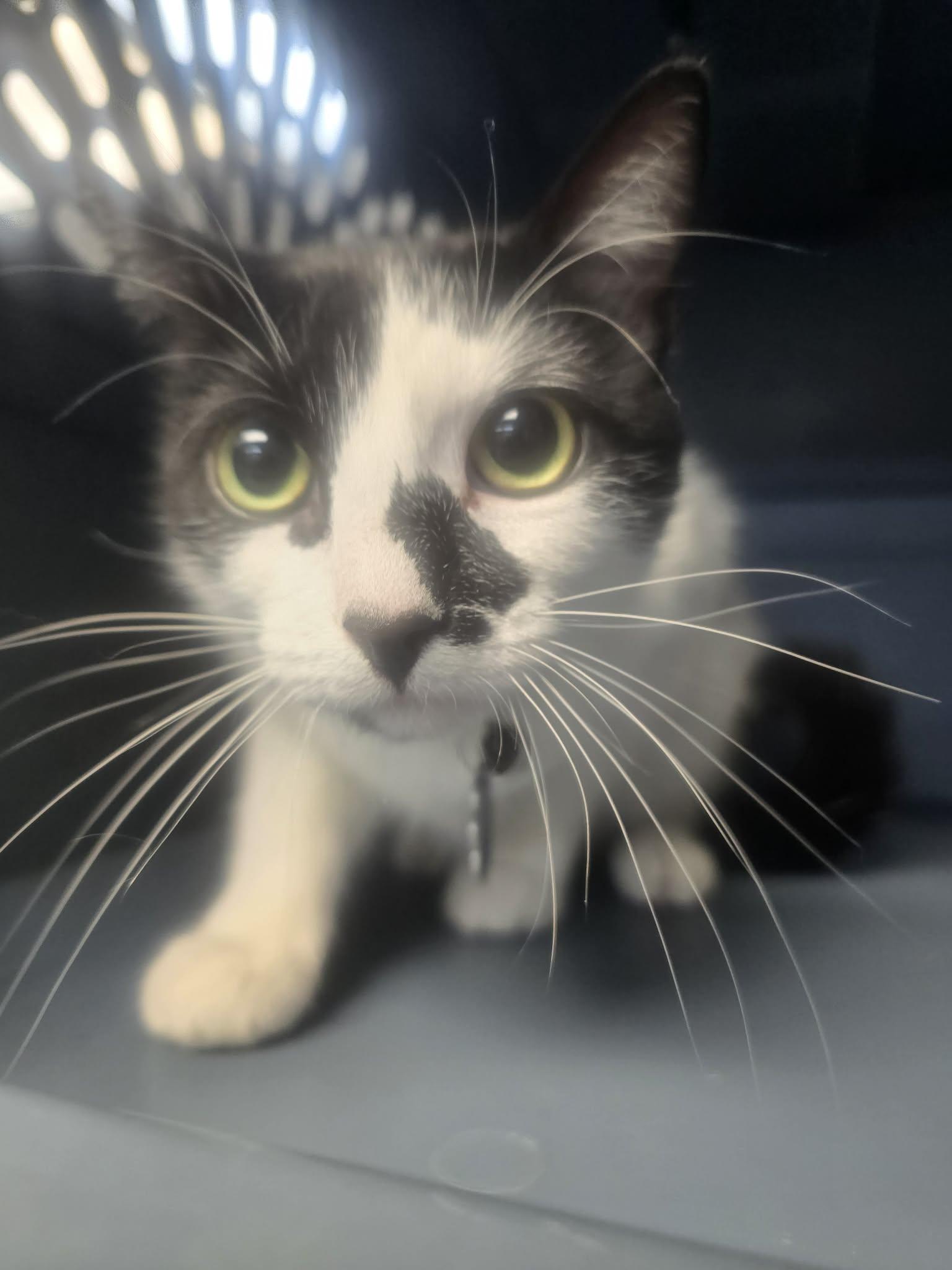 Starlight, a ADOPTABLE Domestic Short Hair in Rock Falls, IL image 4/6