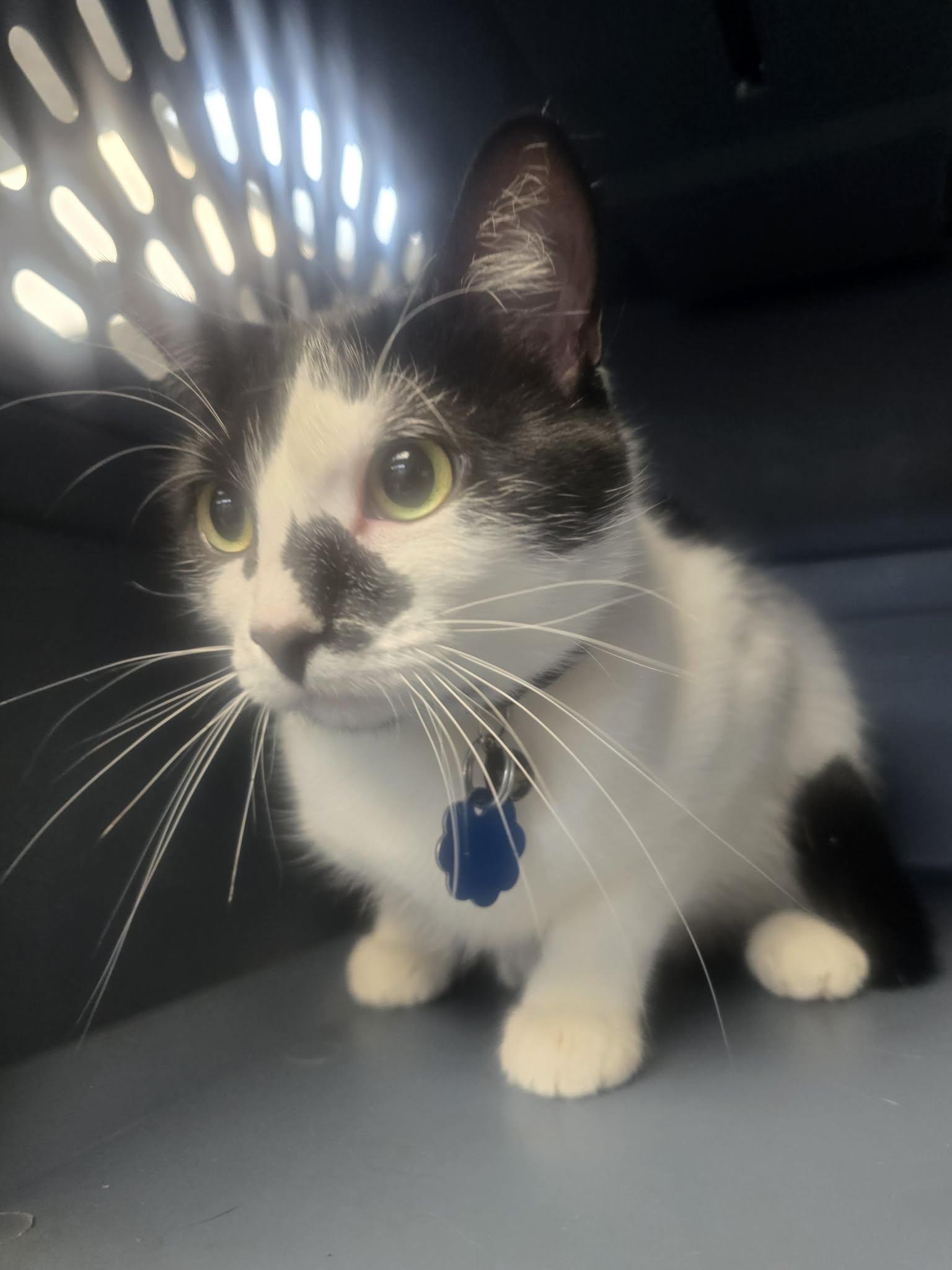 Starlight, a ADOPTABLE Domestic Short Hair in Rock Falls, IL image 5/6