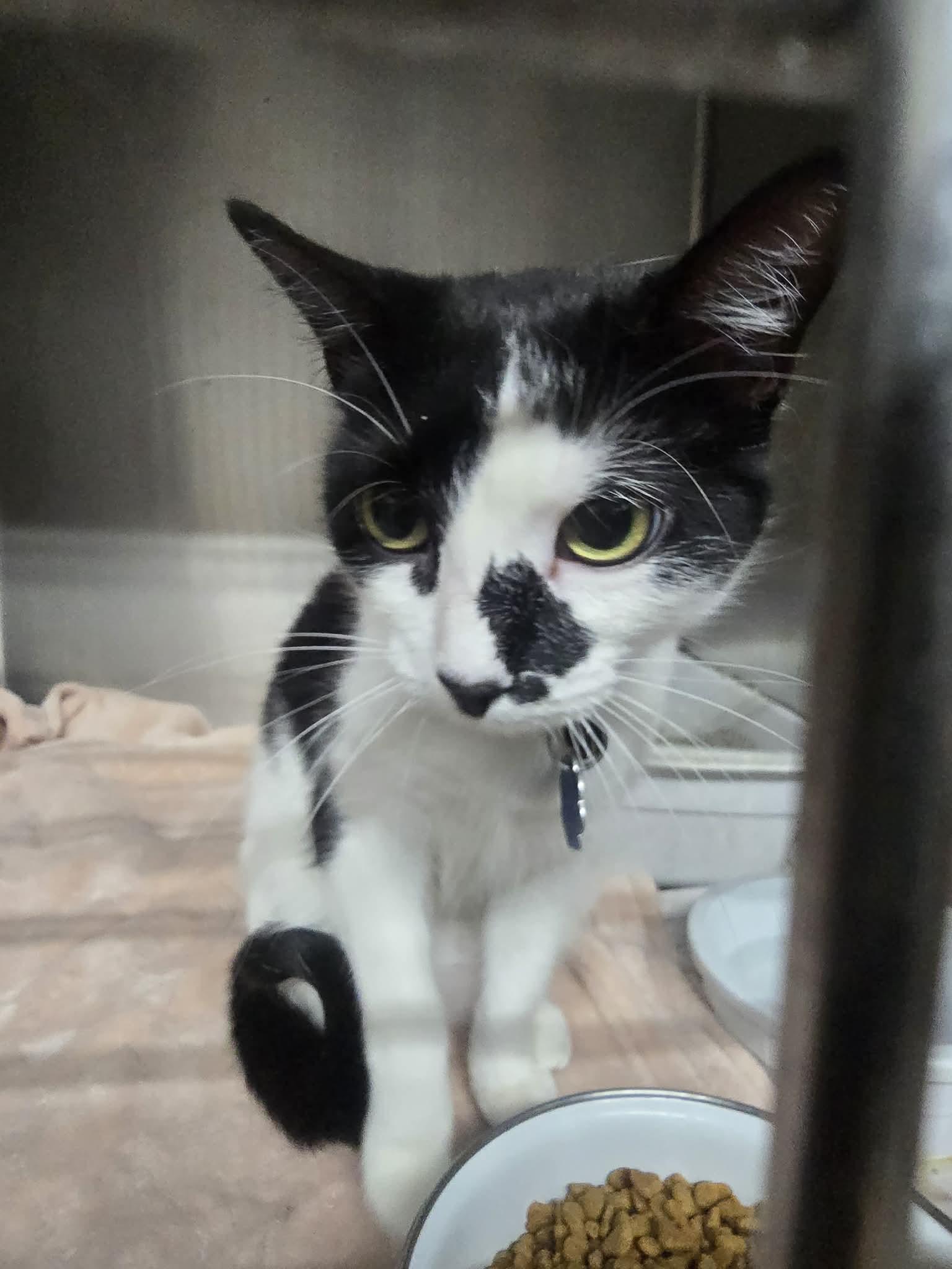 Starlight, a ADOPTABLE Domestic Short Hair in Rock Falls, IL image 6/6