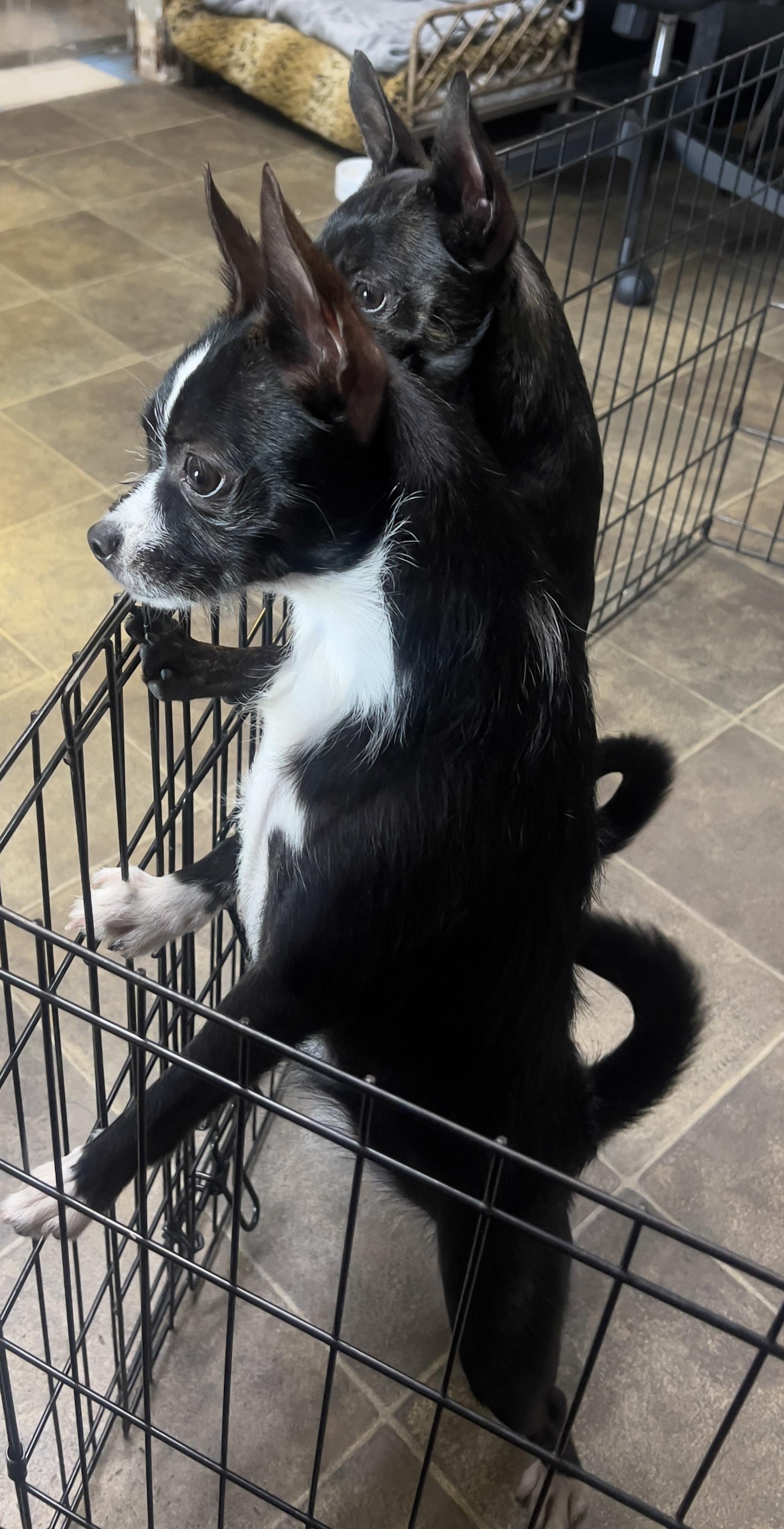 Enlarge Nina, an adopted mixed breed in Los Angeles, CA image 4/4