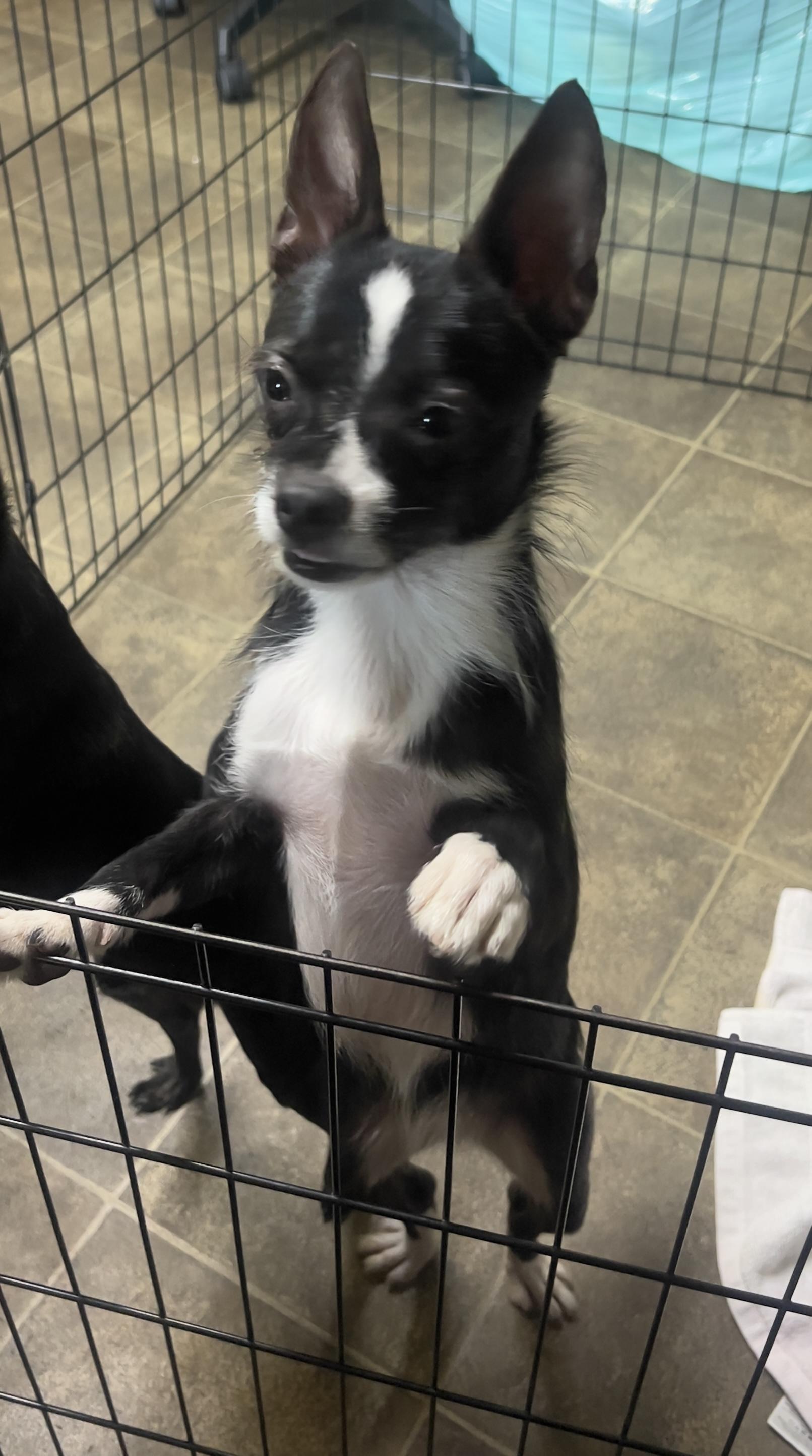 Enlarge Nina, an adopted mixed breed in Los Angeles, CA image 2/4