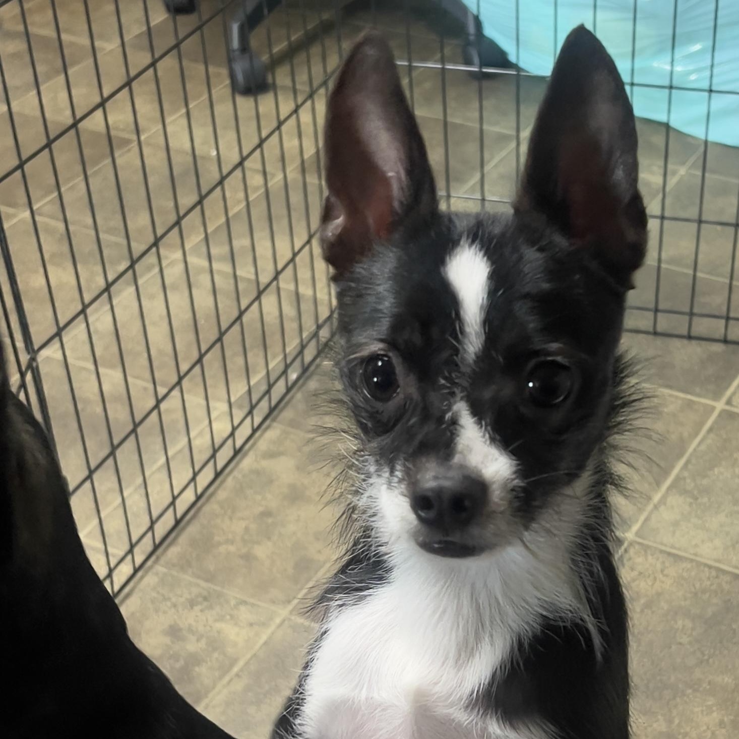 Nina, adopted, Young Female Boston Terrier & Terrier.