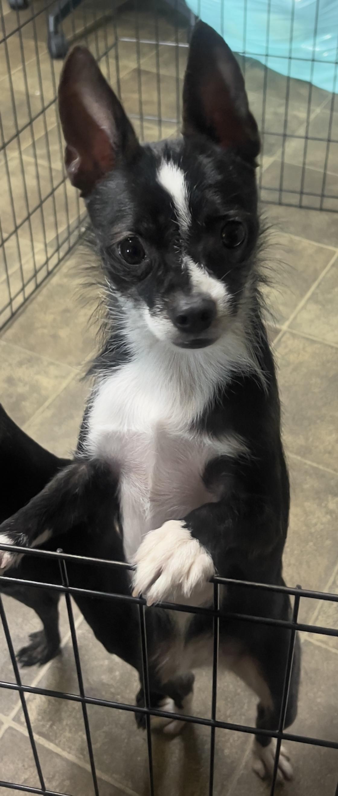 Enlarge Nina, an adopted mixed breed in Los Angeles, CA image 3/4