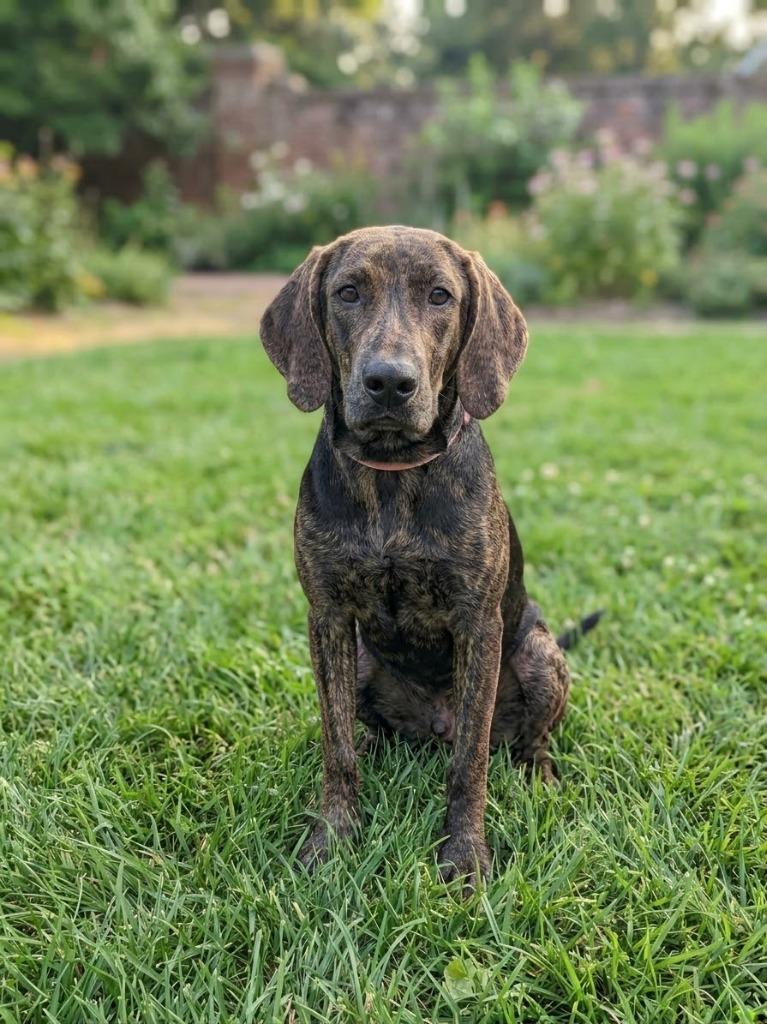 Foxy, Adoptable, Puppy Male Hound & Labrador Retriever.
