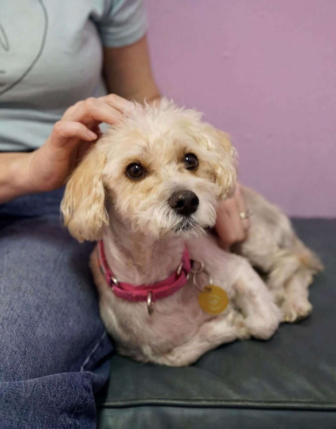 Louisa, Adoptable, Adult Female Poodle.