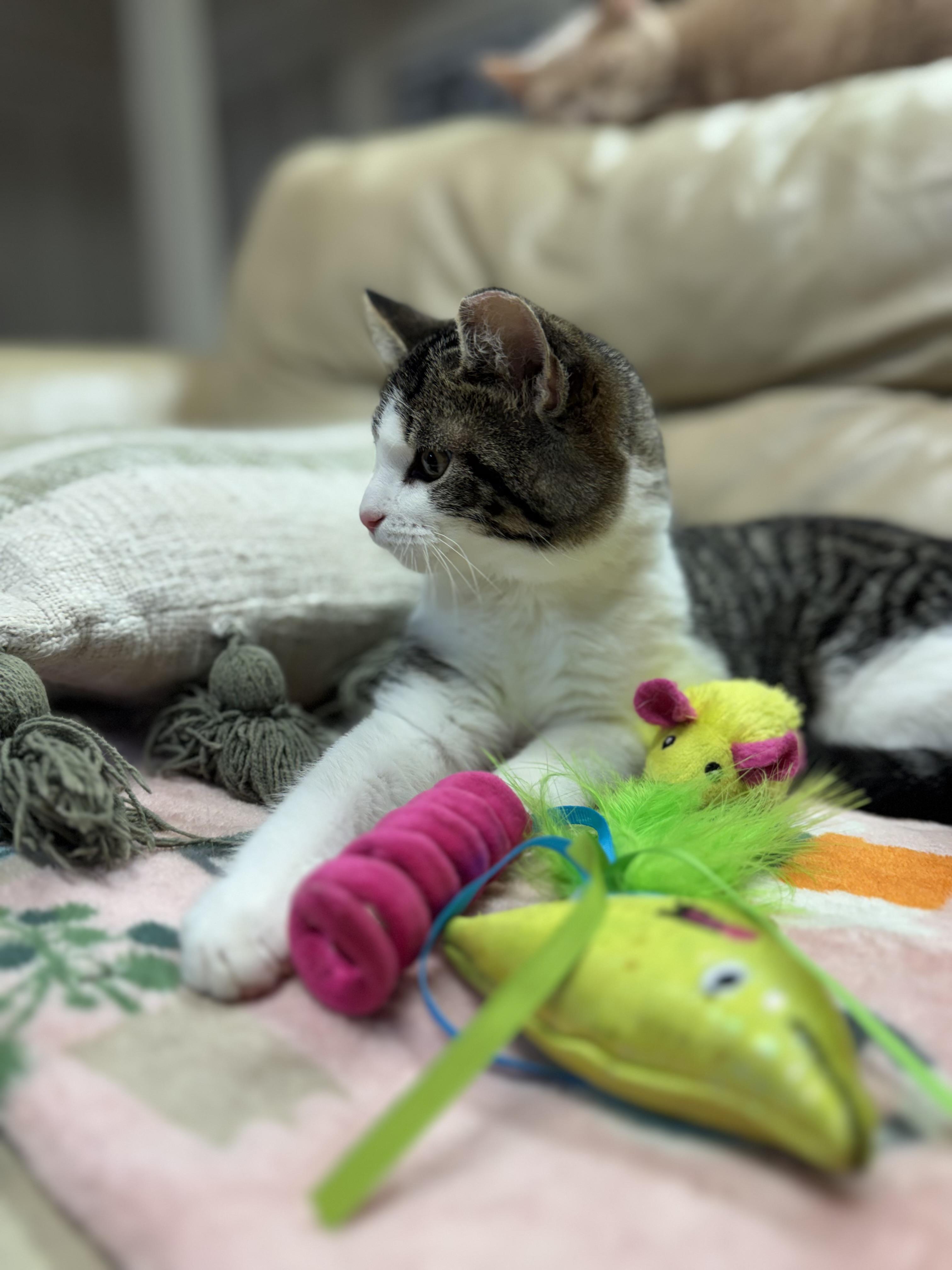 Enlarge Parmesan, a ADOPTABLE Domestic Short Hair in Mount Juliet, TN image 5/6