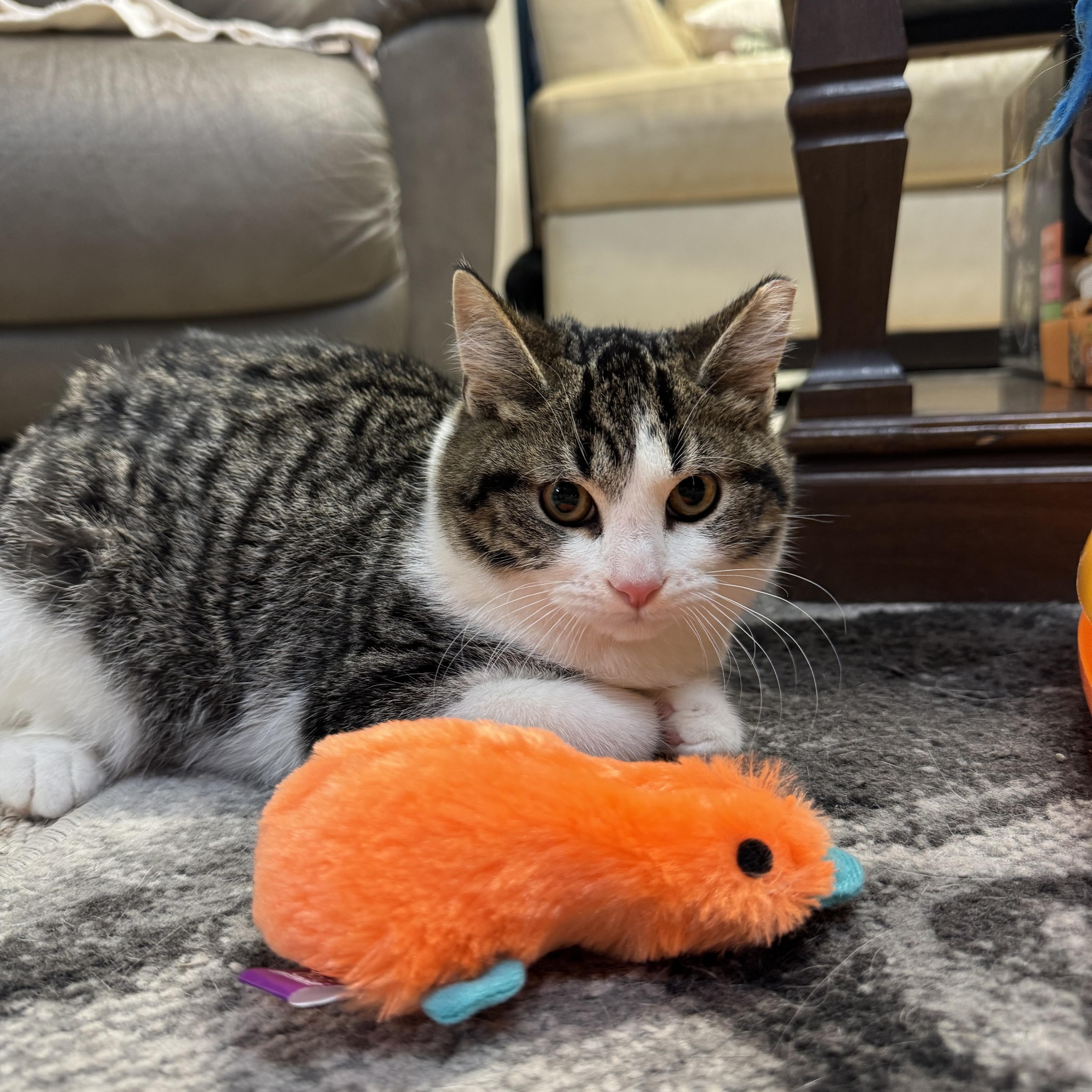 Enlarge Parmesan, a ADOPTABLE Domestic Short Hair in Mount Juliet, TN image 3/6