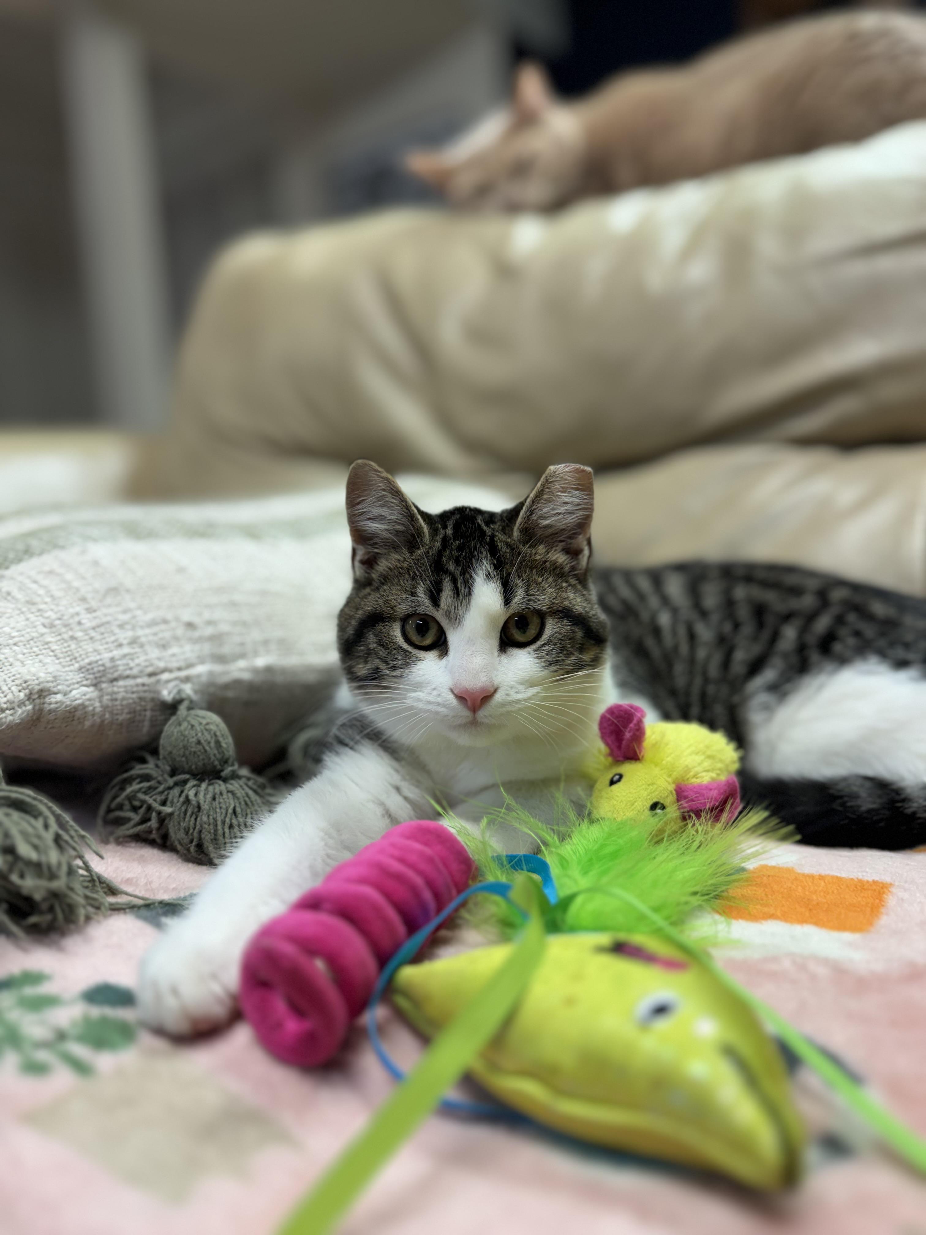 Parmesan, ADOPTABLE, Young Male Domestic Short Hair.