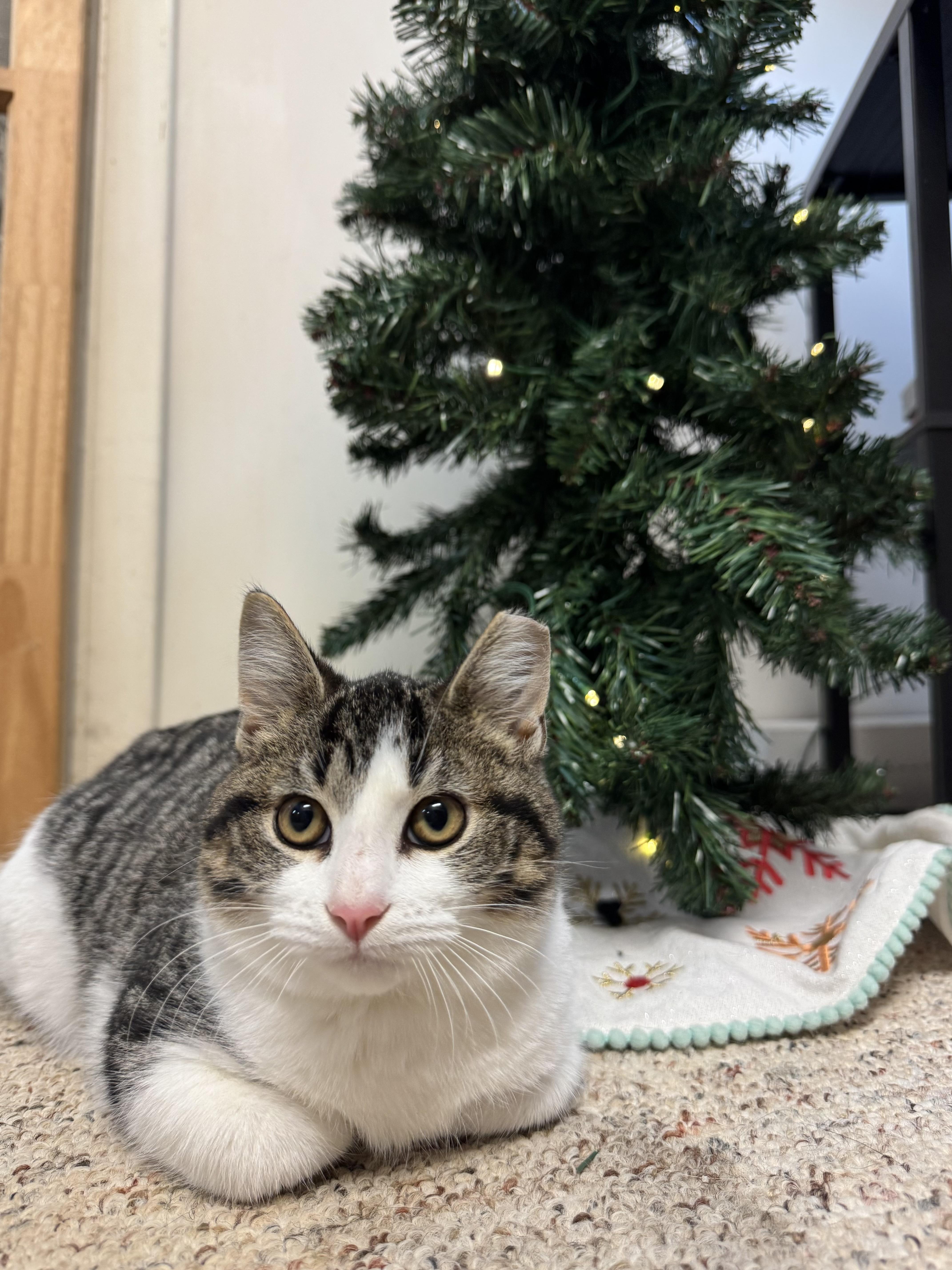 Enlarge Parmesan, a ADOPTABLE Domestic Short Hair in Mount Juliet, TN image 2/6