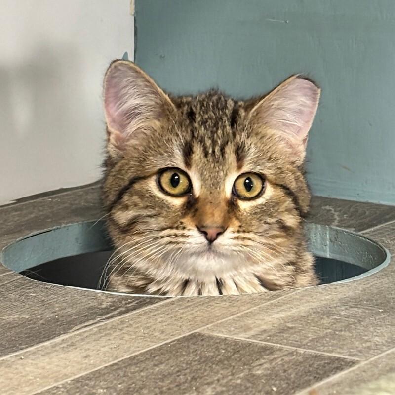 Lucy, Adoptable, Young Female Domestic Short Hair.