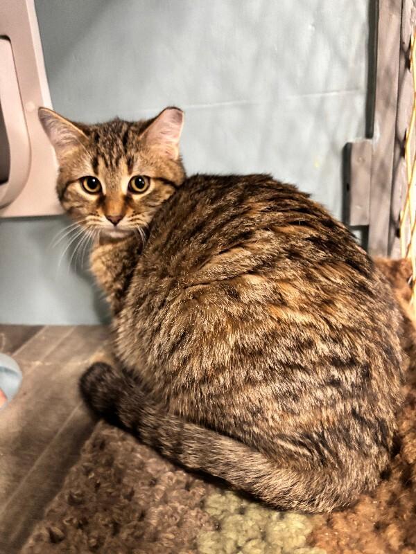 Enlarge Lucy, a Adoptable Domestic Short Hair in Fort Collins, CO image 2/2