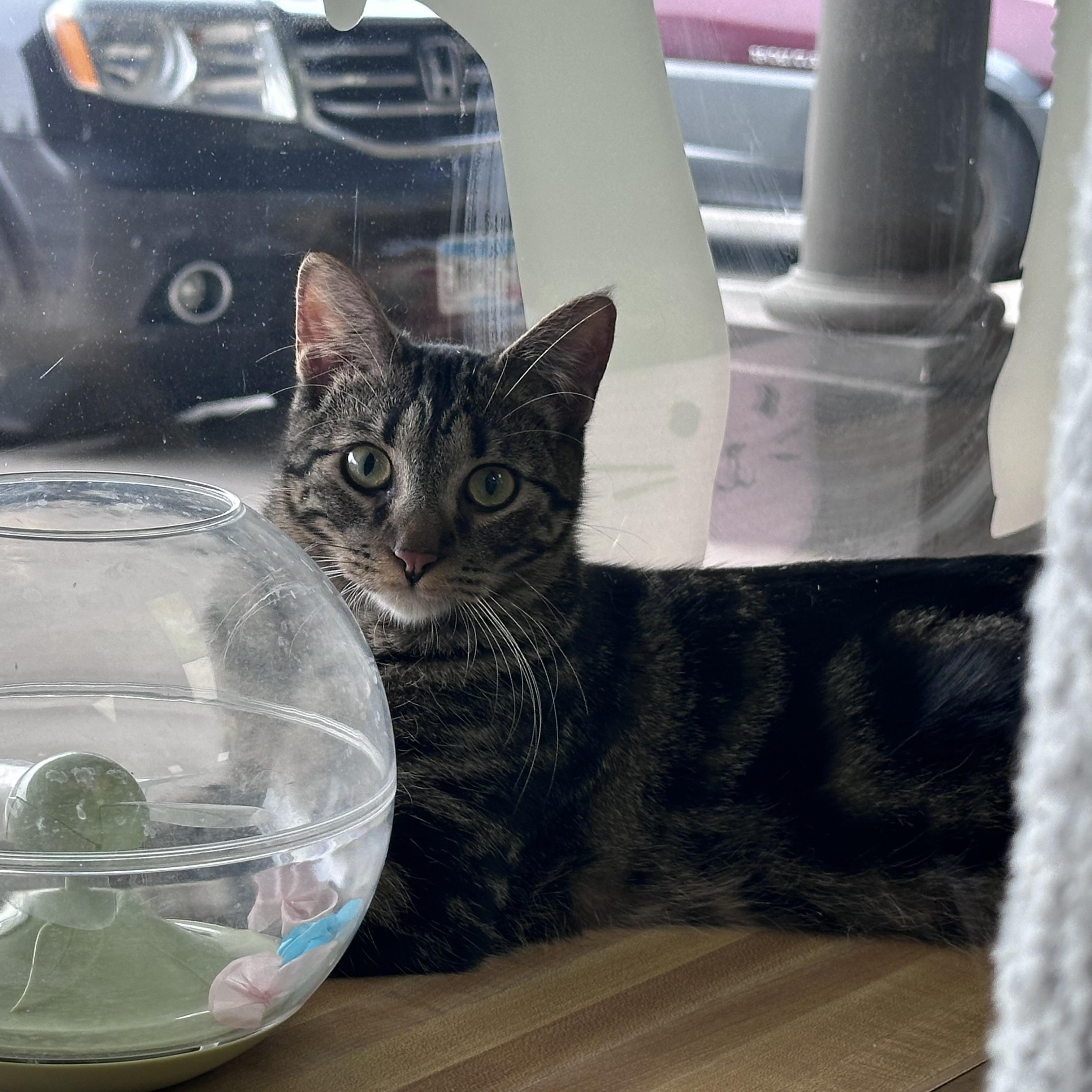 Enlarge Goomba, a ADOPTABLE Domestic Short Hair in Blaine , MN image 3/4