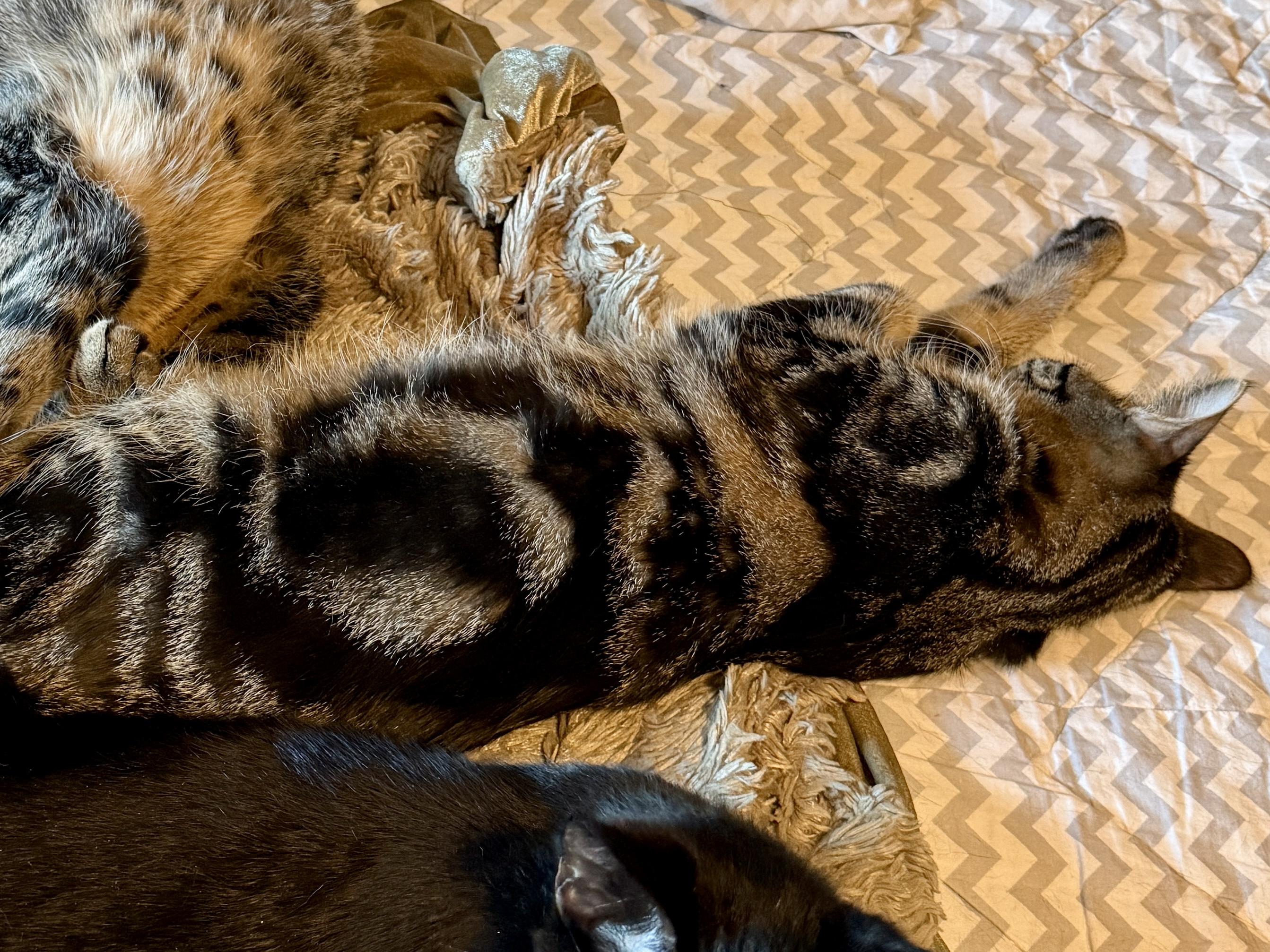 Enlarge Goomba, a ADOPTABLE Domestic Short Hair in Blaine , MN image 2/4