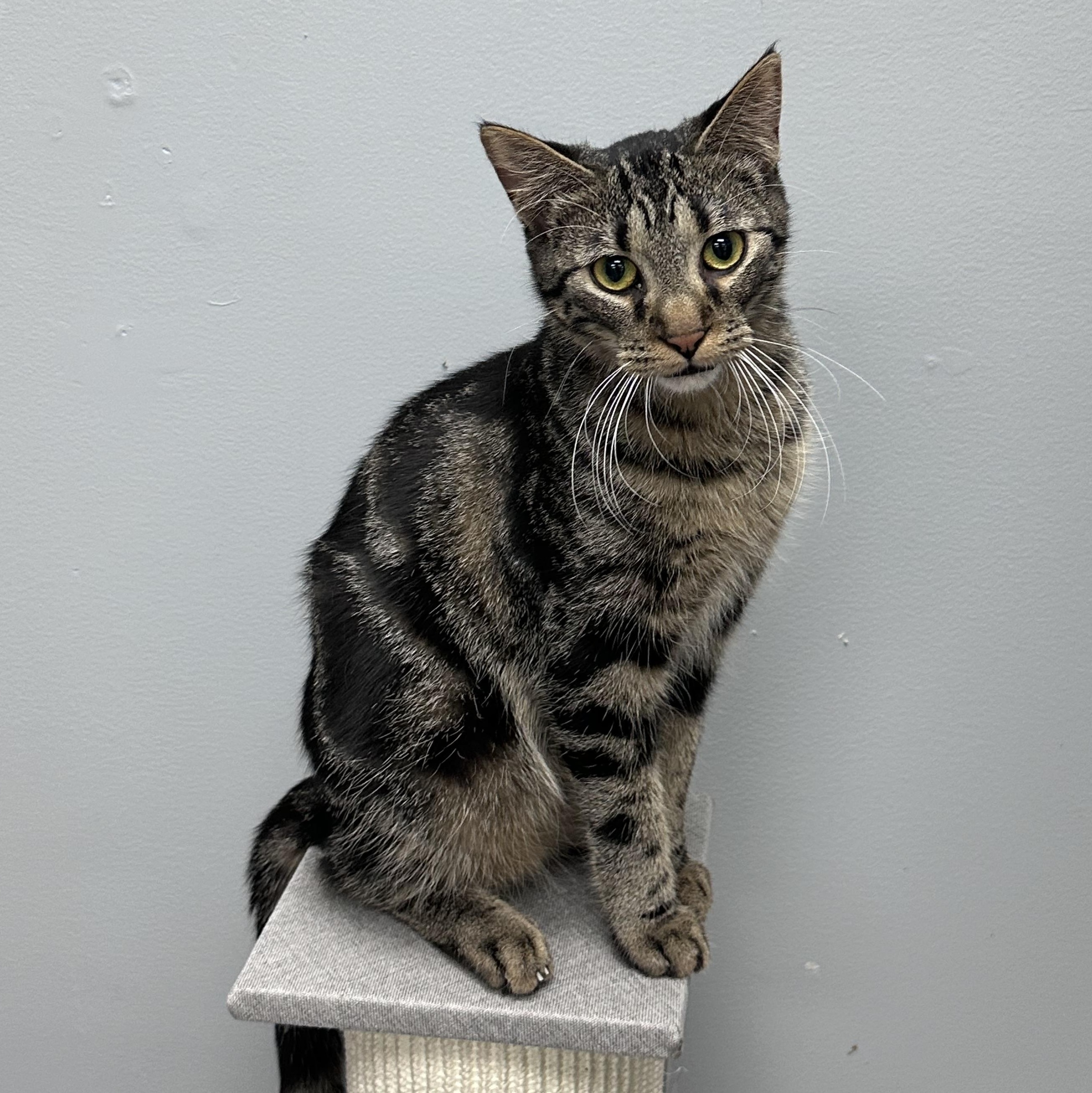 Goomba, ADOPTABLE, Young Male Domestic Short Hair.