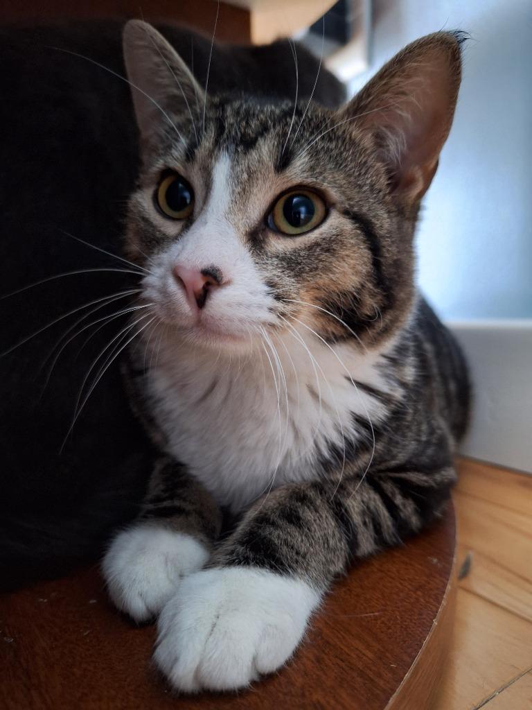 Enlarge Heisenberg, a Adoptable mixed breed in Liverpool, NY image 1/1