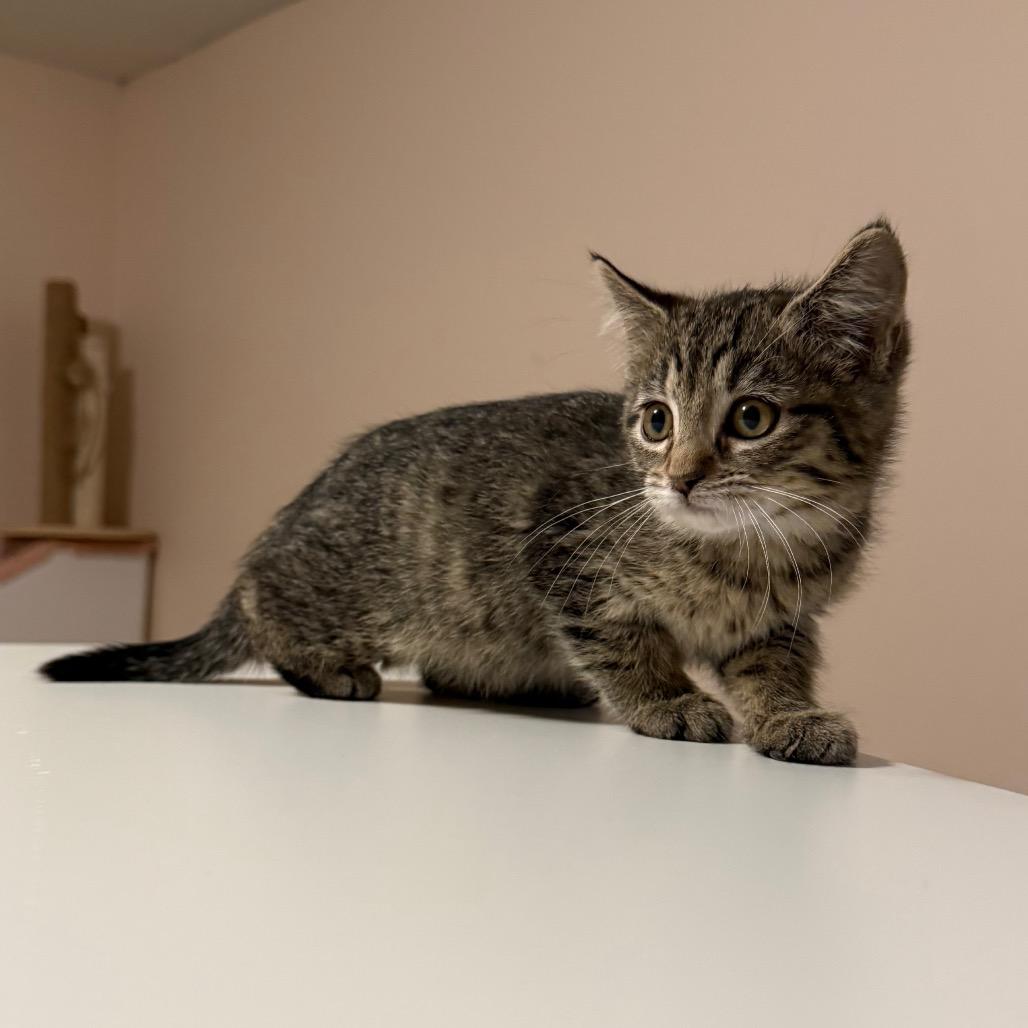Seira, Adoptable, Kitten Female Domestic Short Hair.