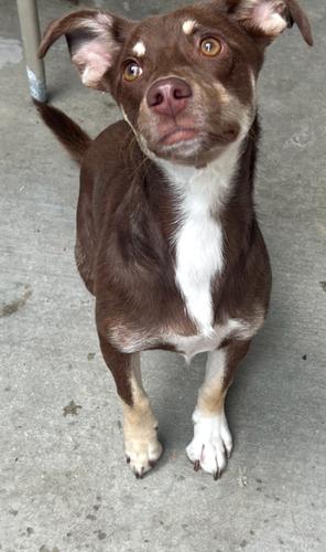 Peaches, Adoptable, Puppy Female Chihuahua & Border Collie.