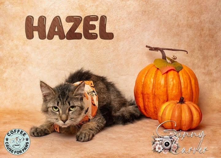 Hazel, Adoptable, Adult Female Domestic Medium Hair.