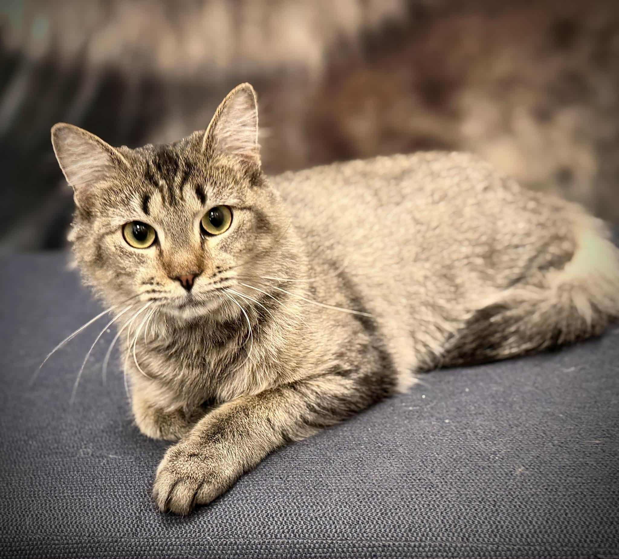 Enlarge Hazel, a Adoptable Domestic Medium Hair in Douglas, GA image 2/2