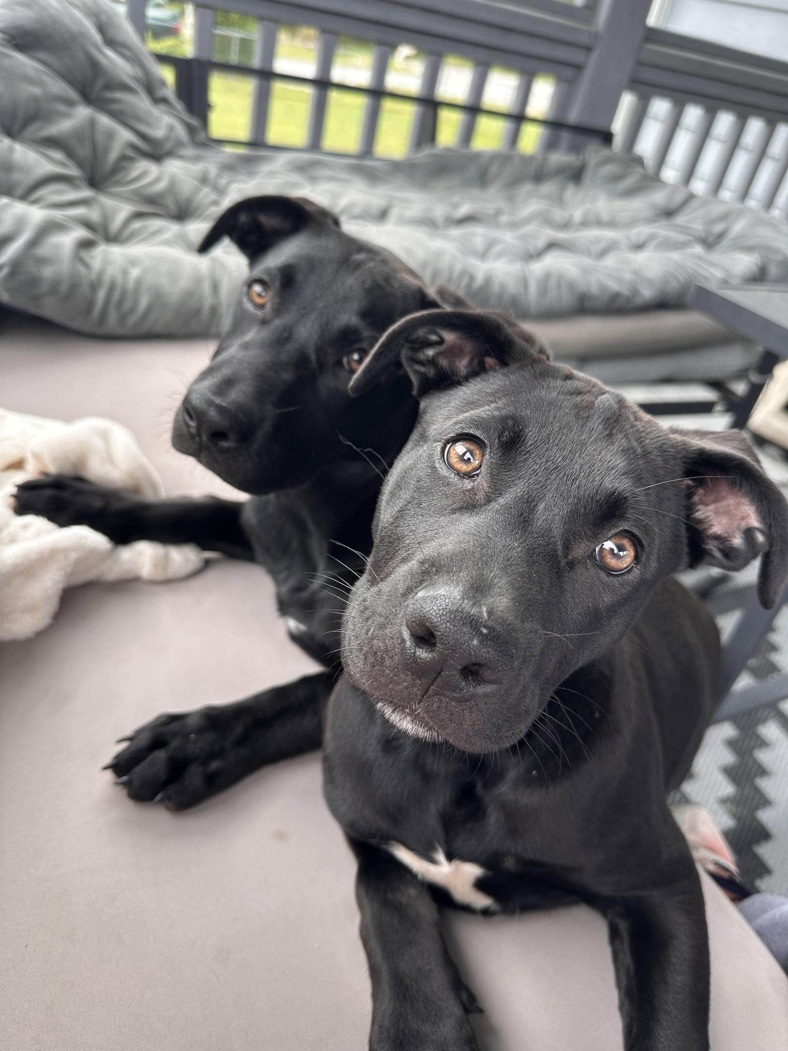 Parmesan (NKA Birdie), Adopted, Puppy Female Labrador Retriever.