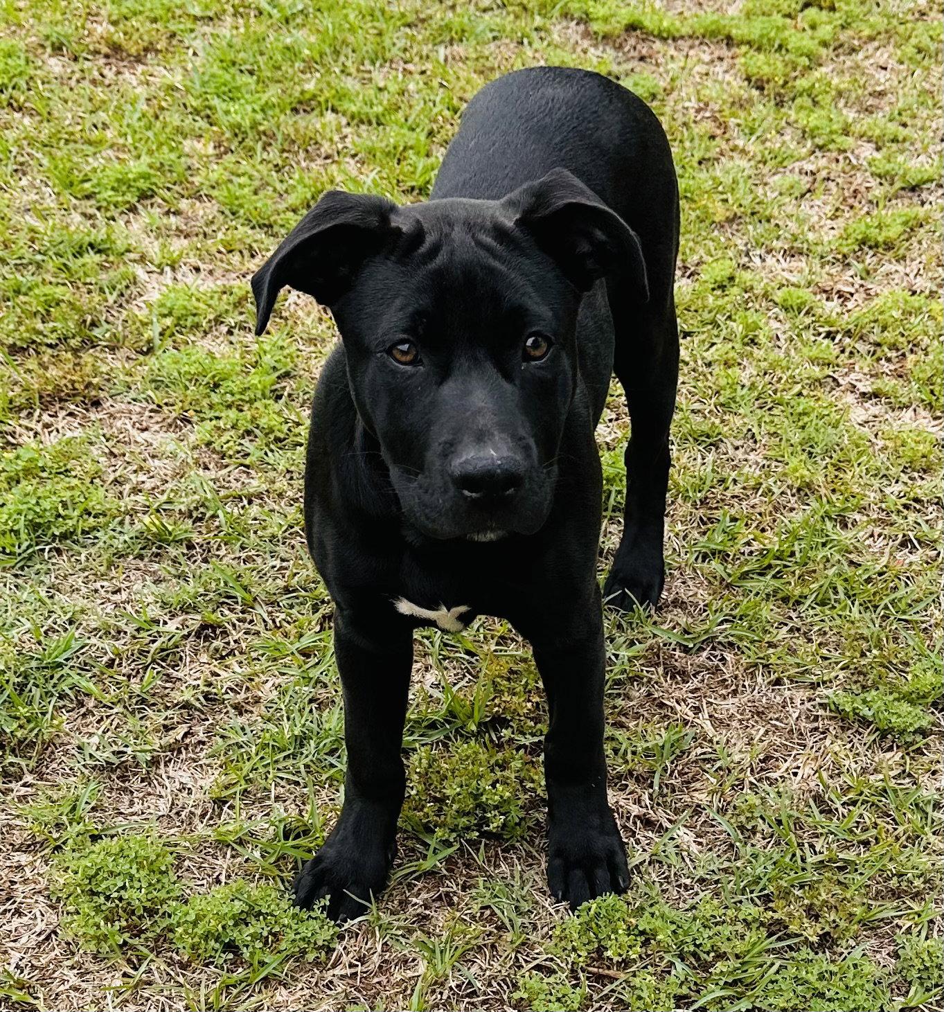 Enlarge Parmesan (NKA Birdie), a Adopted Labrador Retriever in Garner, NC image 3/3