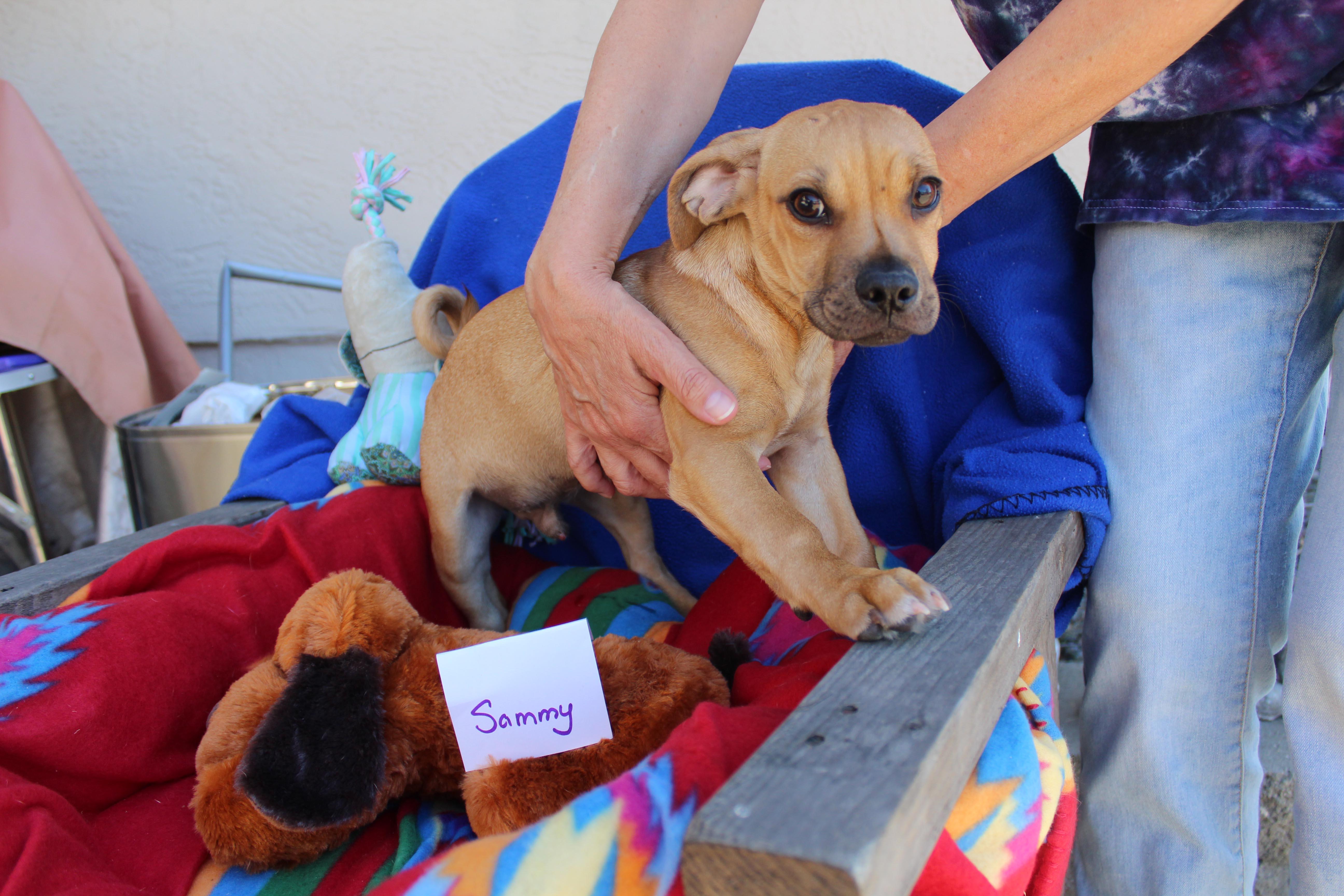 Sammy, Adoptable, Puppy Male Chihuahua & Dachshund.