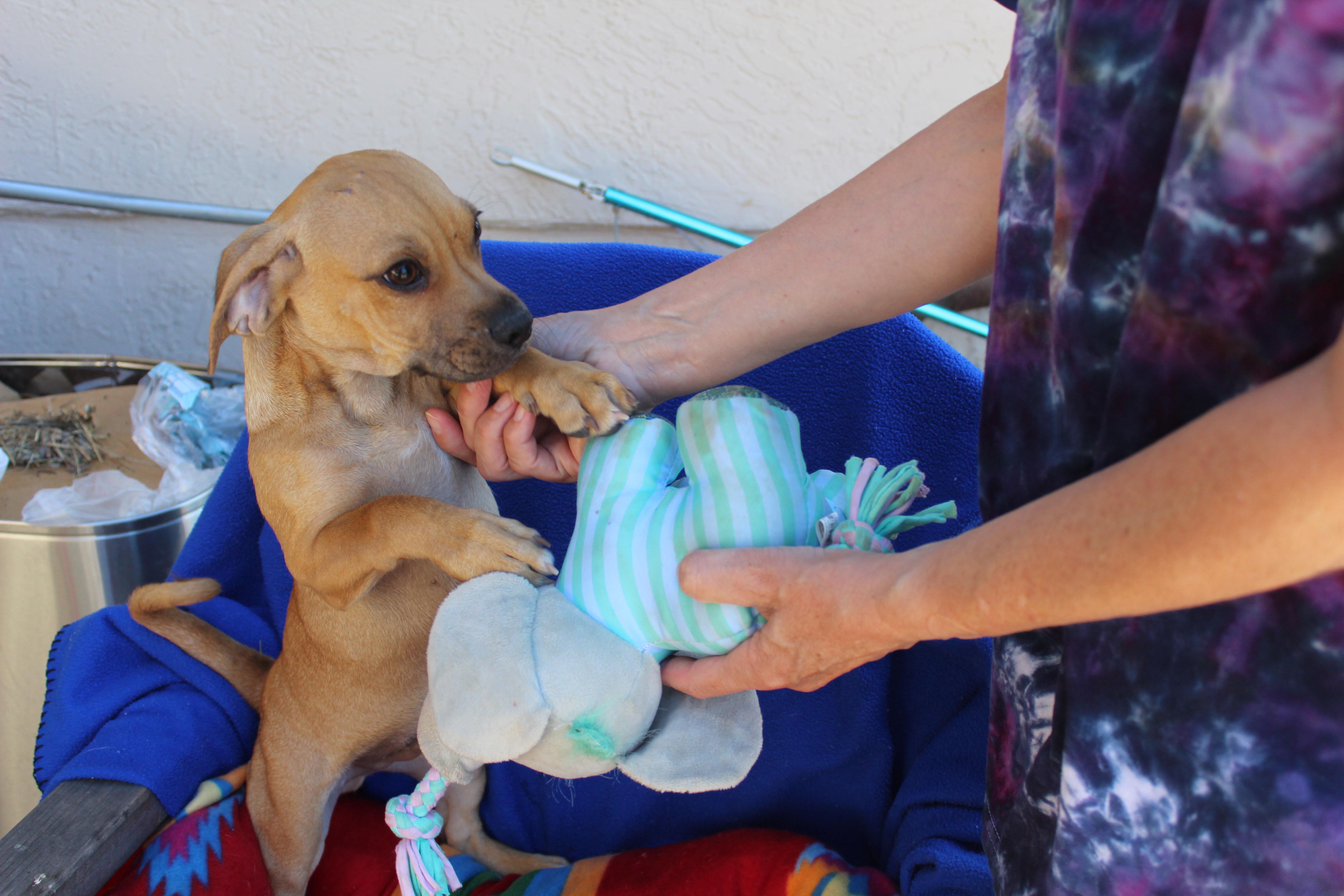 Sammy, a Adoptable mixed breed in Imperial Beach, CA image 4/6