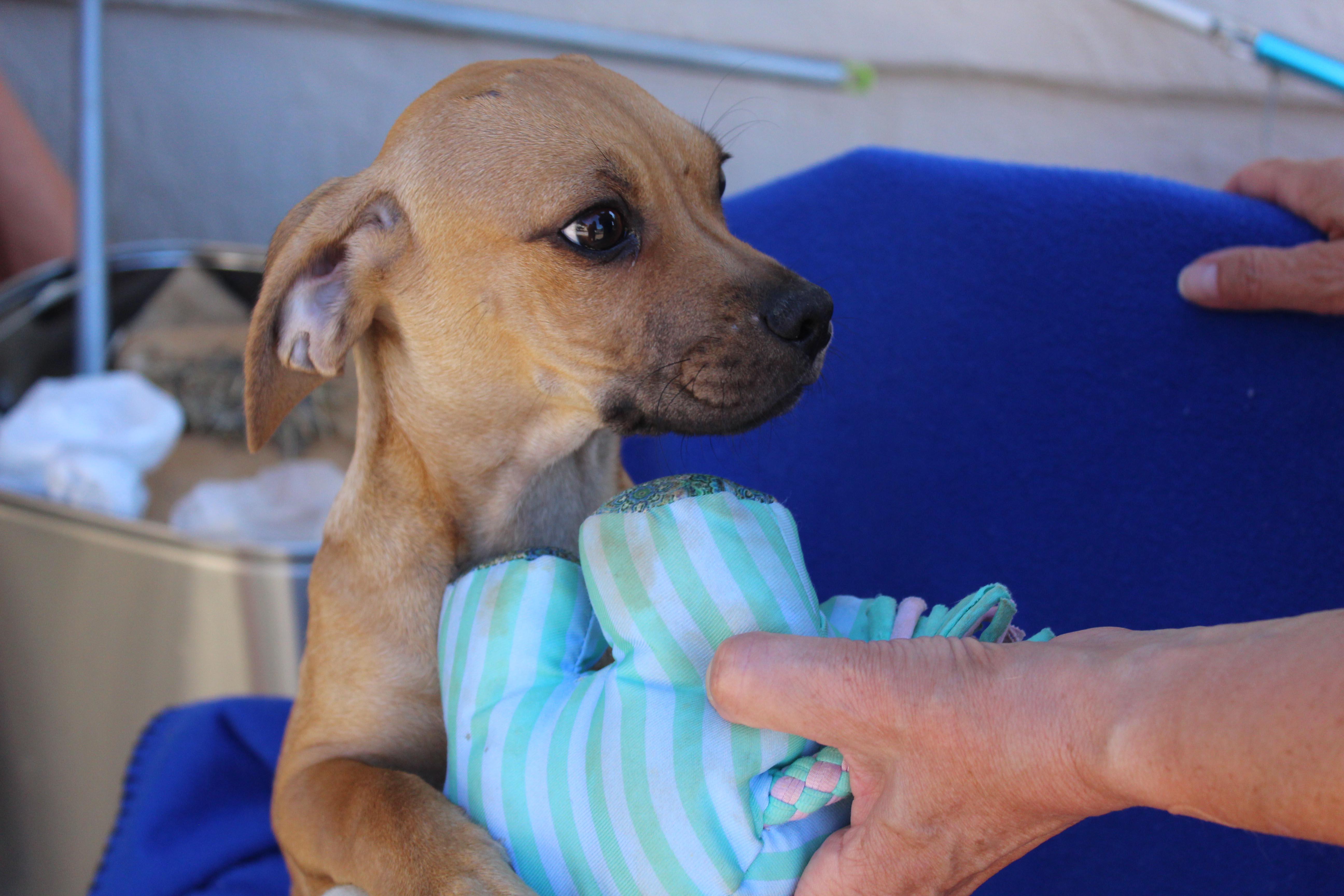 Sammy, a Adoptable mixed breed in Imperial Beach, CA image 5/6