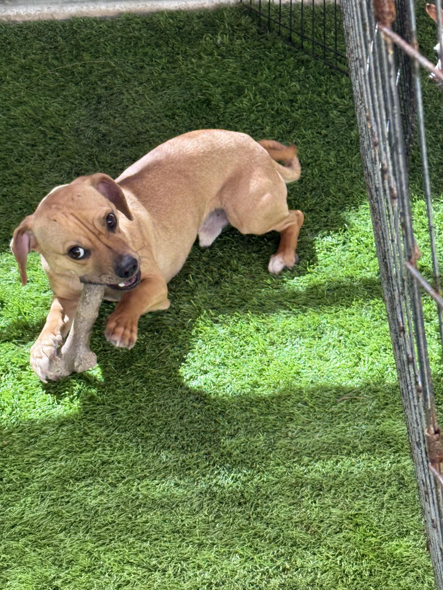 Enlarge Sammy, a Adoptable mixed breed in Imperial Beach, CA image 3/6