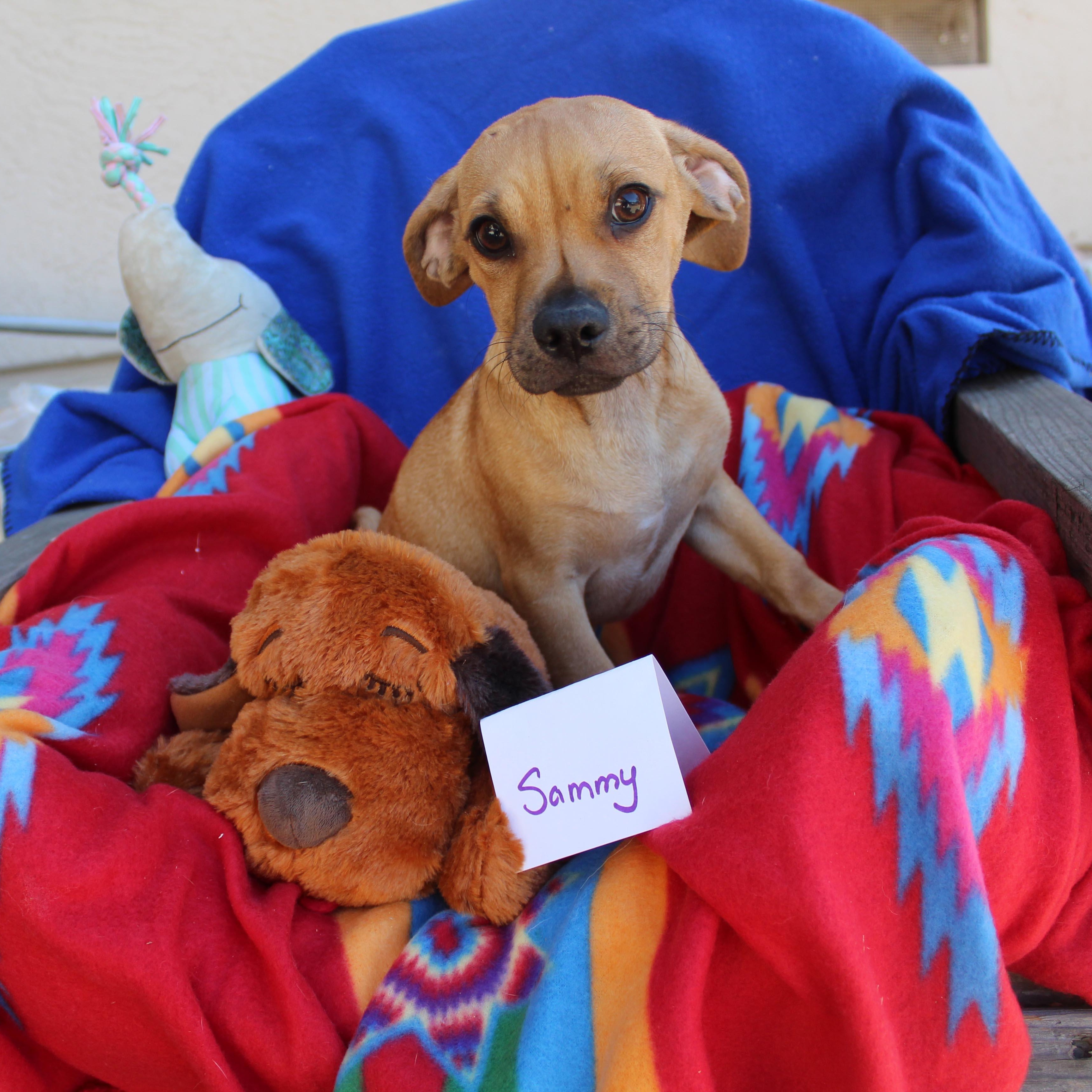 Sammy, Adoptable, Puppy Male Chihuahua & Dachshund.