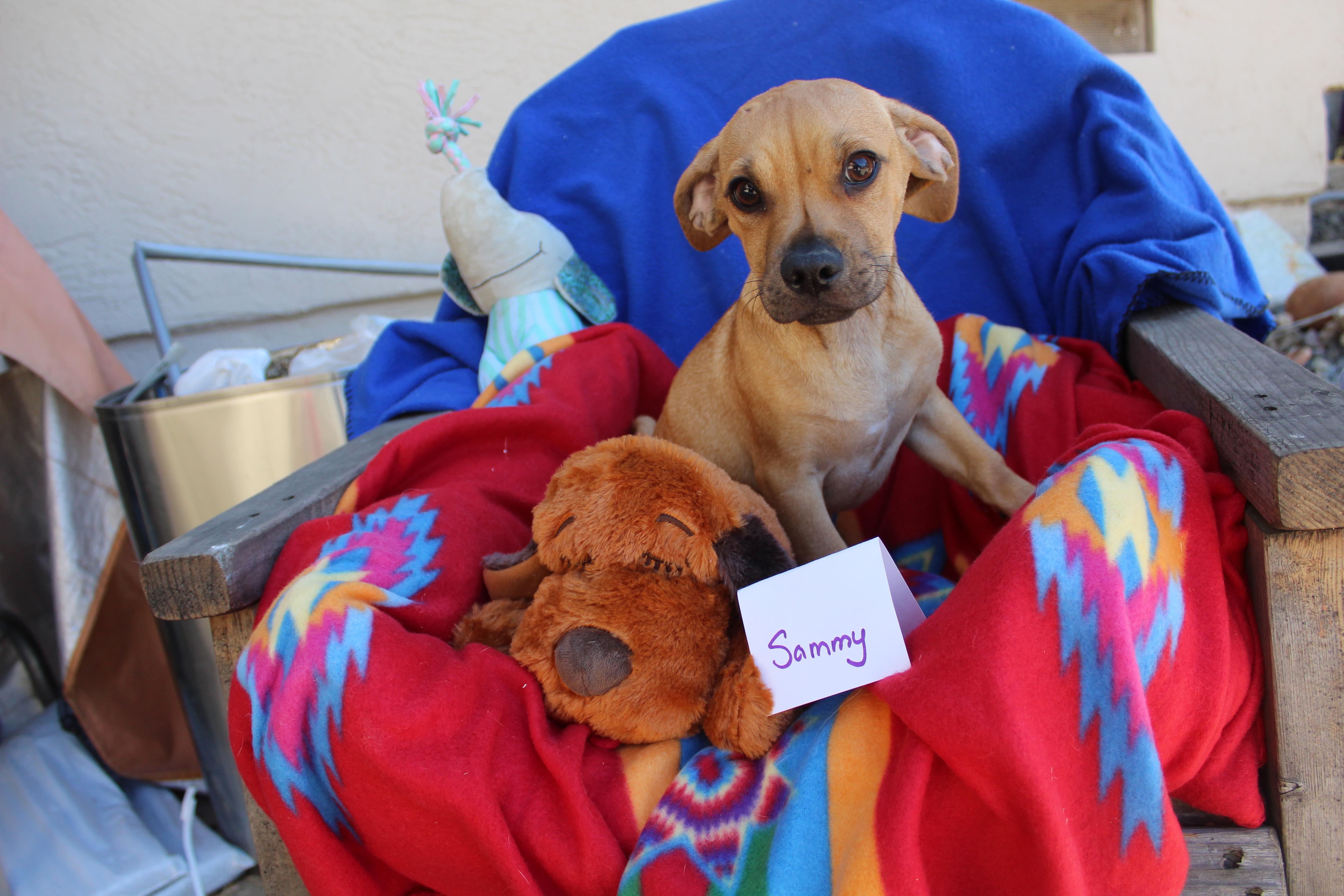 Sammy, a Adoptable mixed breed in Imperial Beach, CA image 6/6