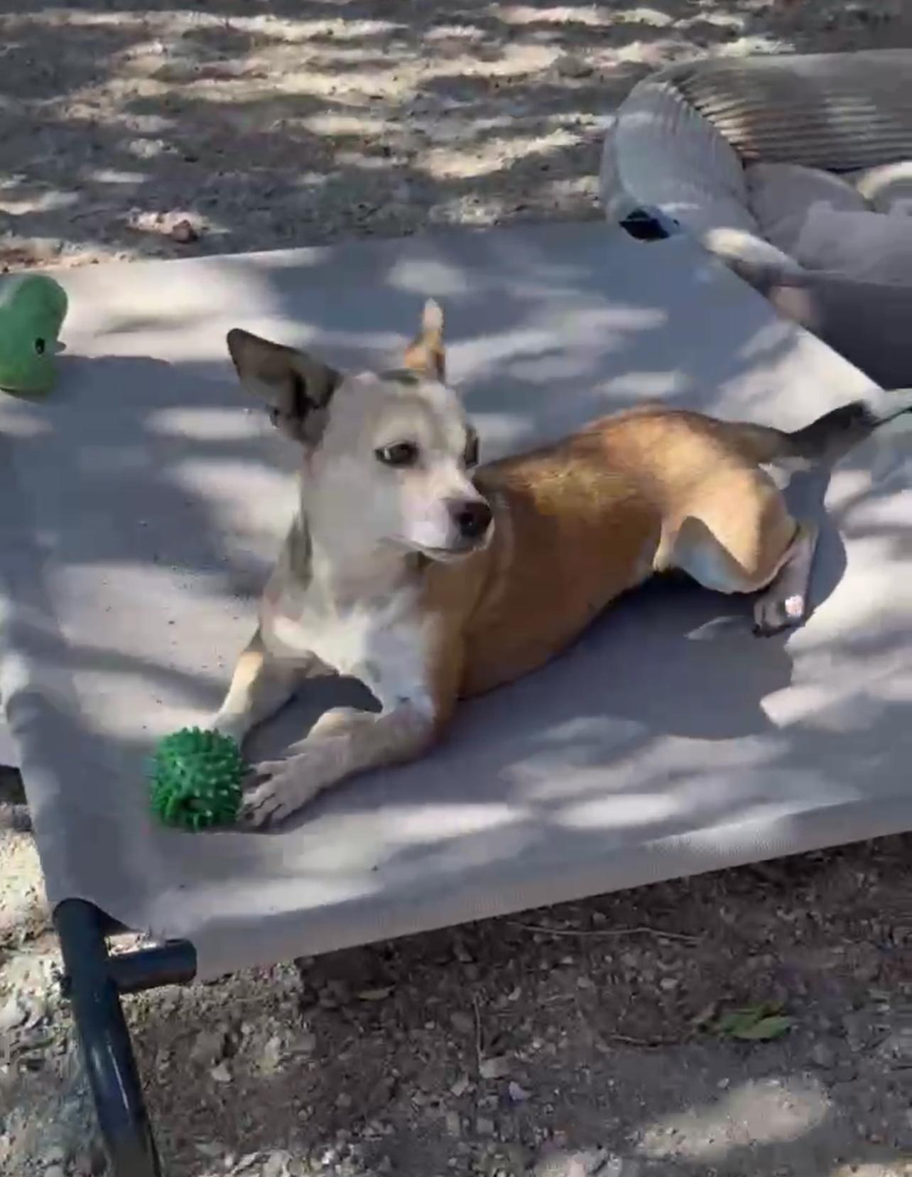 SHORTCAKE, a Adoptable mixed breed in Palmdale, CA image 3/6