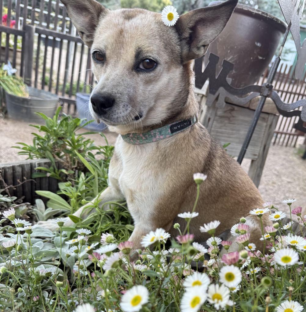 SHORTCAKE, a Adoptable mixed breed in Palmdale, CA image 4/6