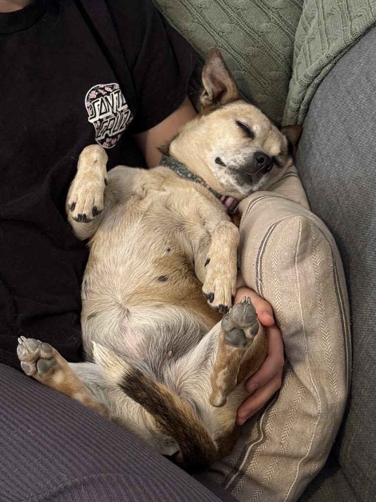 SHORTCAKE, a Adoptable mixed breed in Palmdale, CA image 5/6