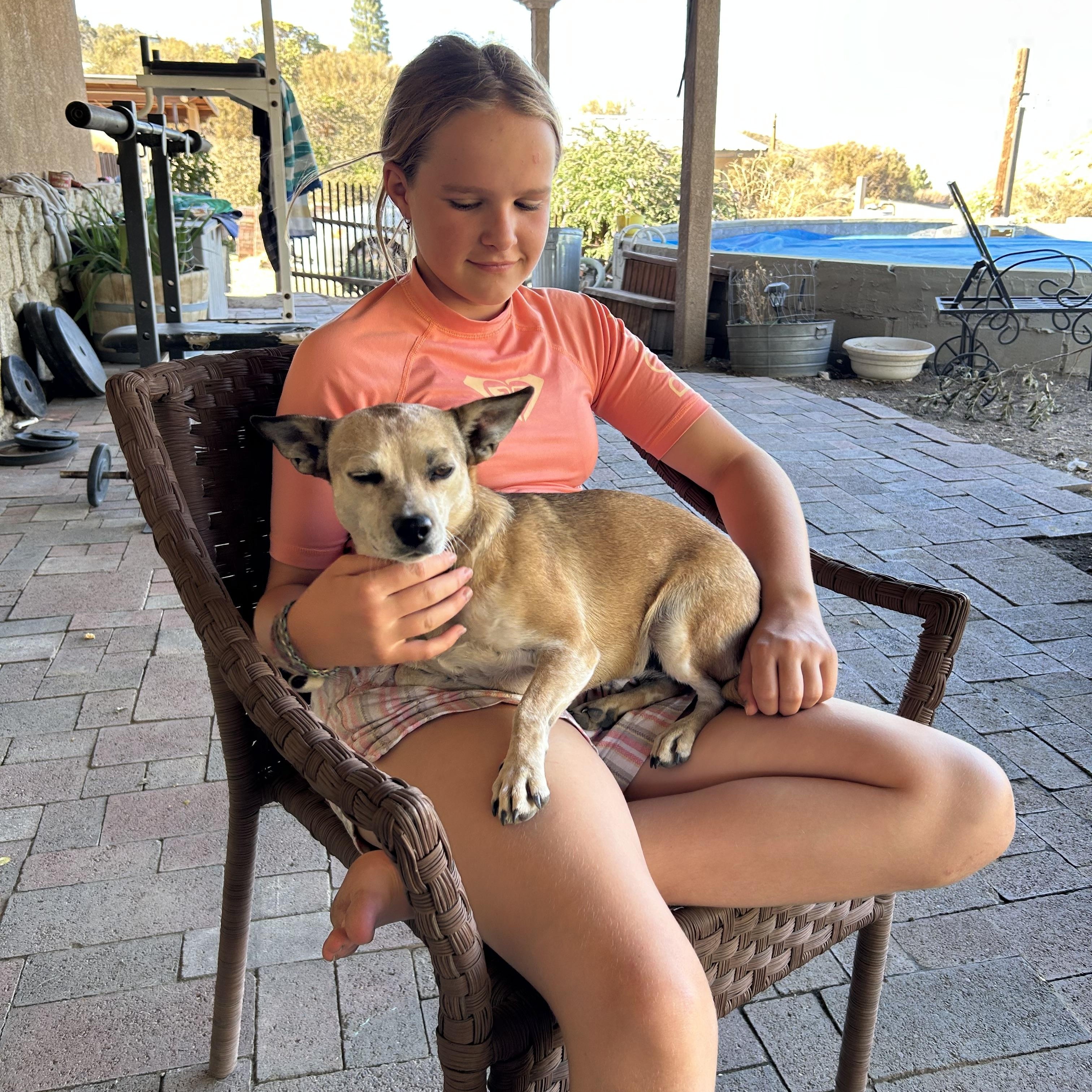 SHORTCAKE, Adoptable, Young Female Jack Russell Terrier & Dachshund.