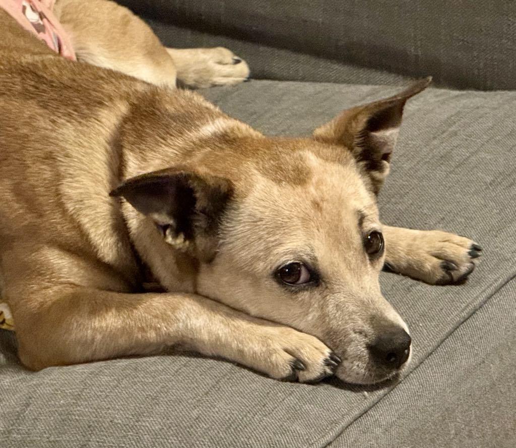 SHORTCAKE, a Adoptable mixed breed in Palmdale, CA image 6/6