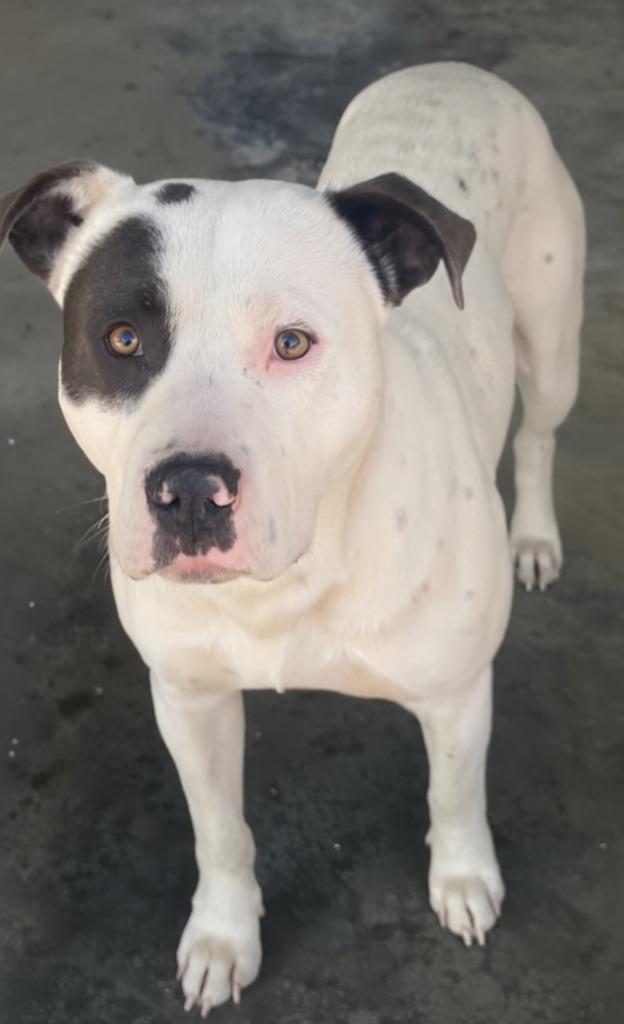 Petey, Adoptable, Young Male Pit Bull Terrier.
