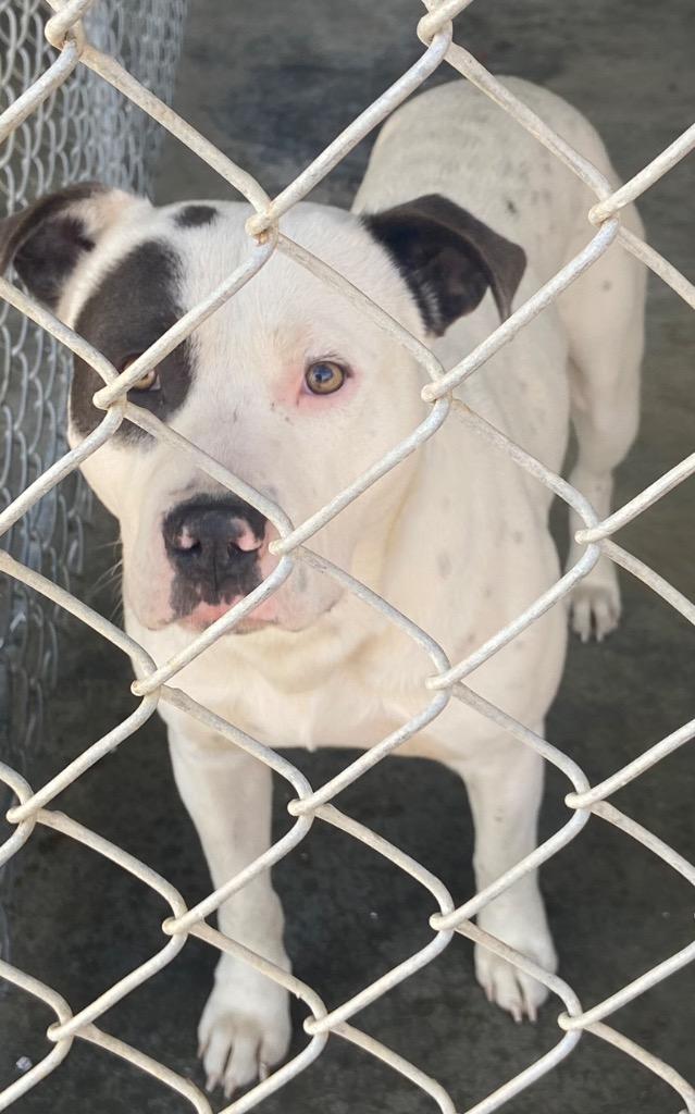 Enlarge Petey, a Adoptable Pit Bull Terrier in Swainsboro, GA image 1/1