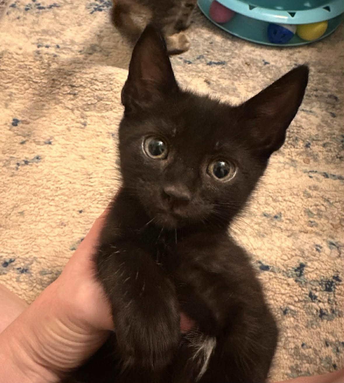 Benji =^.^=, Baby Male Domestic Short Hair
