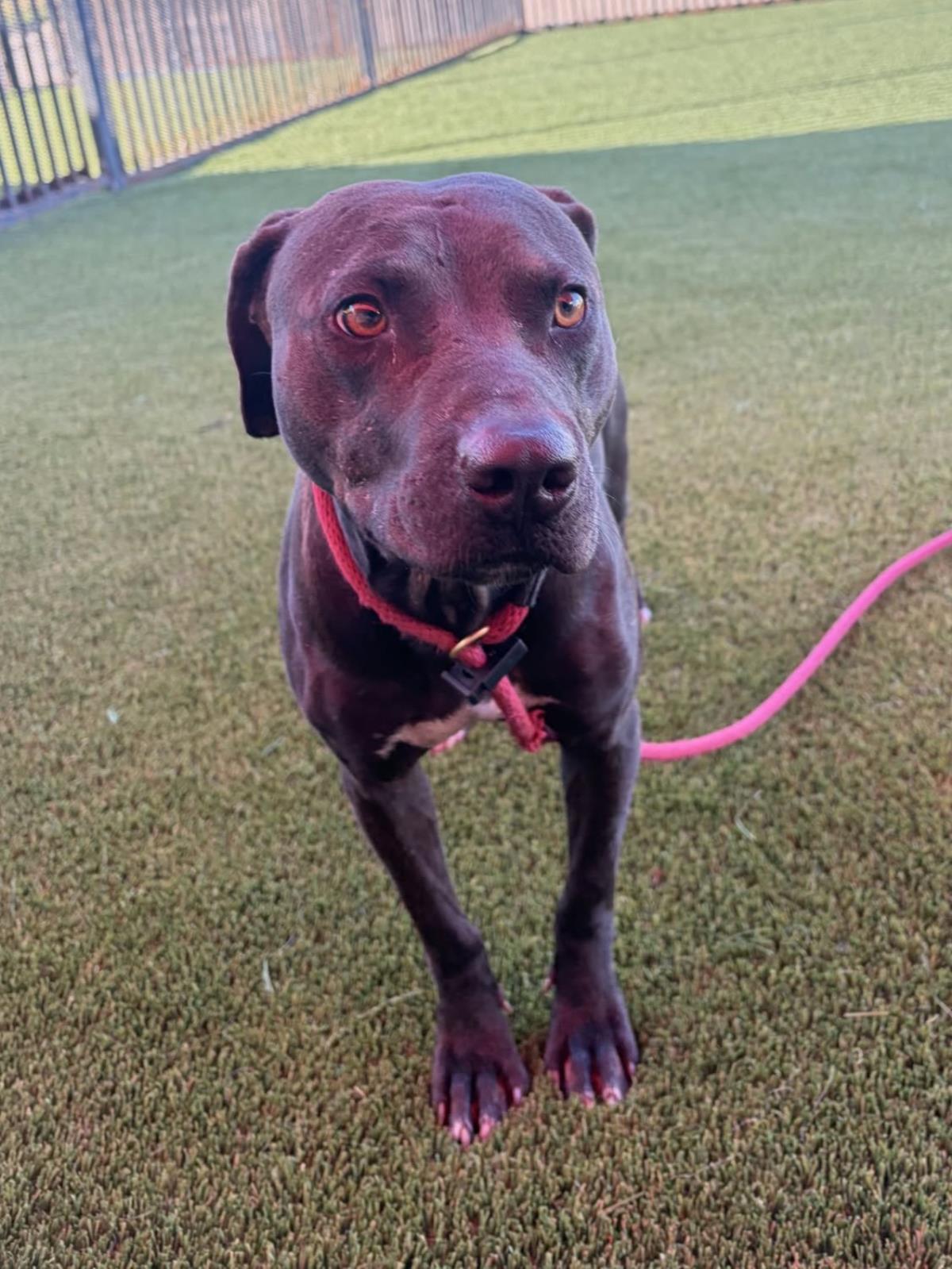 Enlarge Voodoo, a Adoptable mixed breed in Rockwall, TX image 1/3
