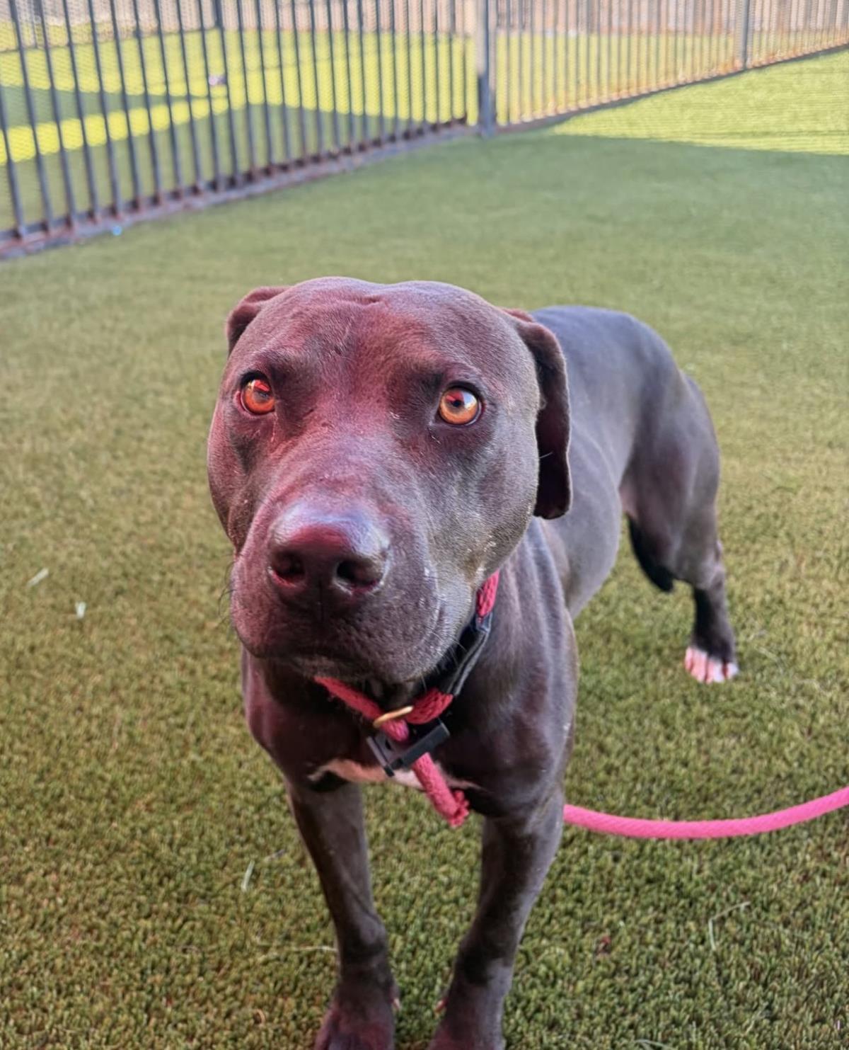 Enlarge Voodoo, a Adoptable mixed breed in Rockwall, TX image 2/3