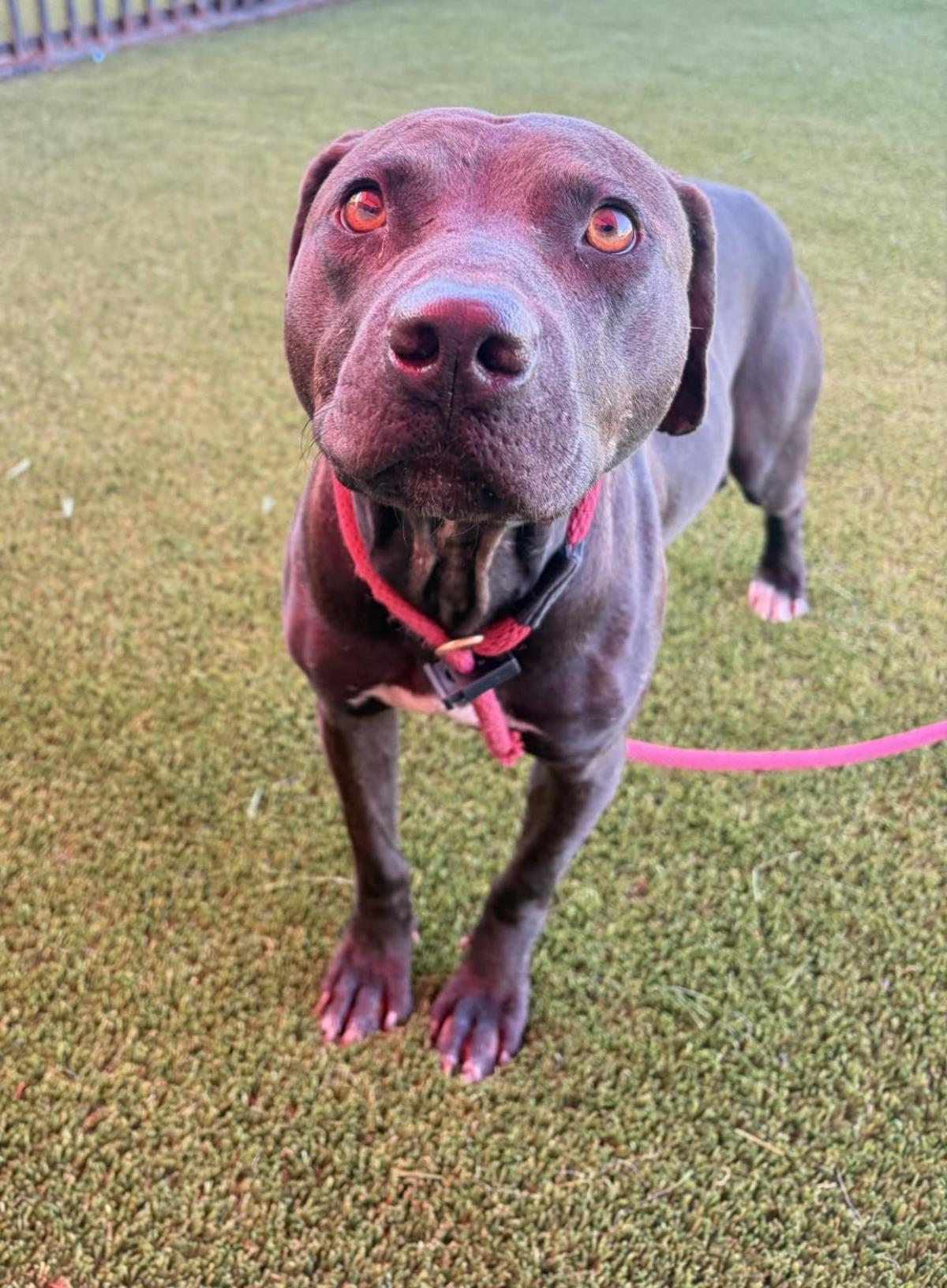 Enlarge Voodoo, a Adoptable mixed breed in Rockwall, TX image 3/3