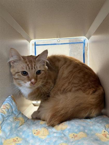 Enlarge Capricorn, a Adoptable mixed breed in Hutchinson, KS image 3/3