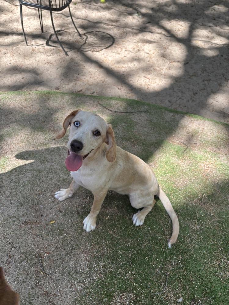 AAD New Arrival! Hopper - 26115, Adoptable, Puppy Male Hound & Beagle.