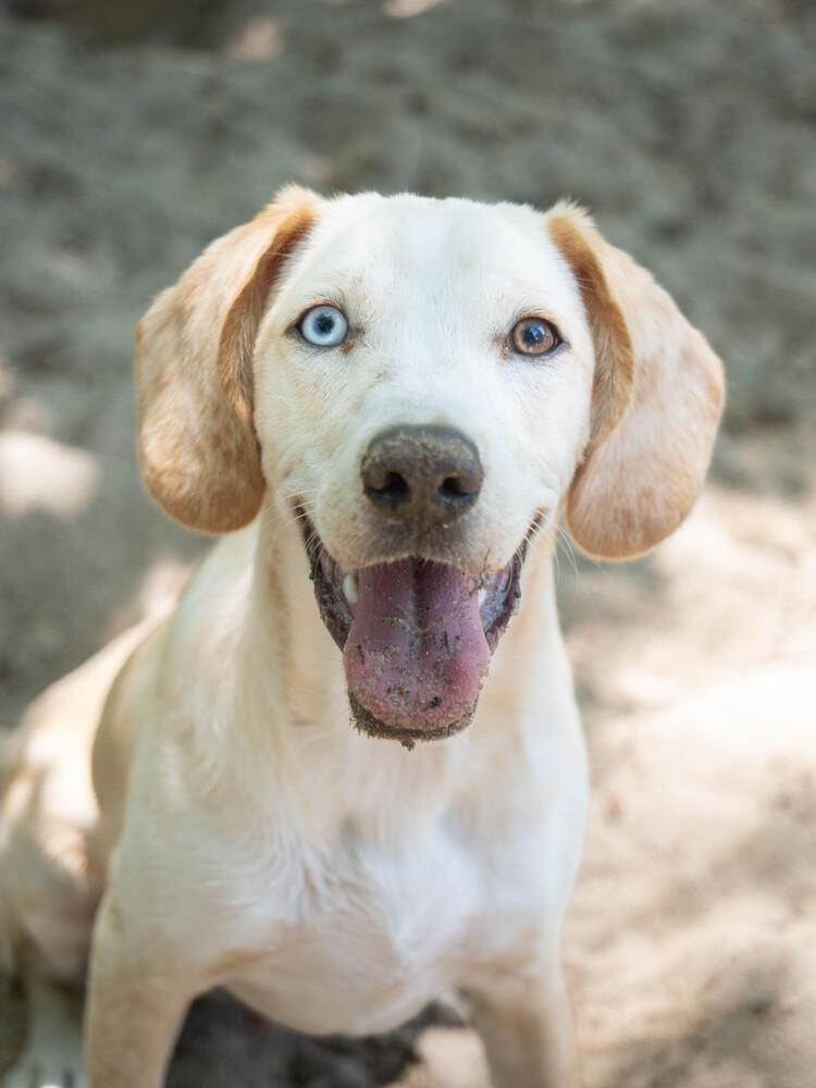 AAD New Arrival! Hopper - 26115, a Adoptable mixed breed in Armonk, NY image 2/6