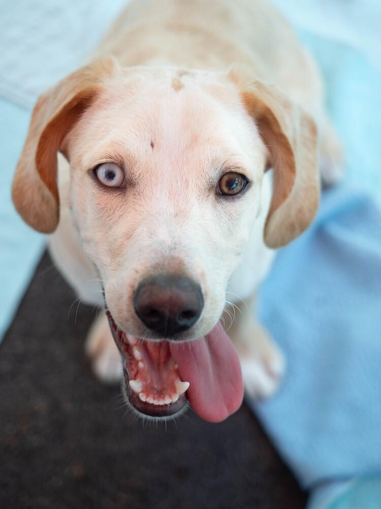 AAD New Arrival! Hopper - 26115, a Adoptable mixed breed in Armonk, NY image 3/6